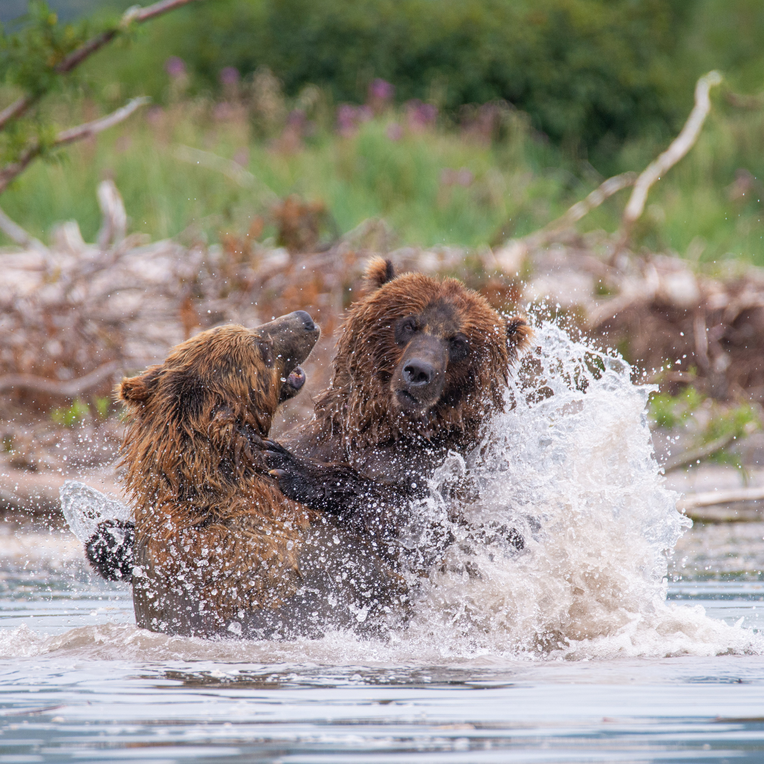 Камчатка — земля медведей. Игорь Иванко — Репортажный и событийный фотограф. Москва