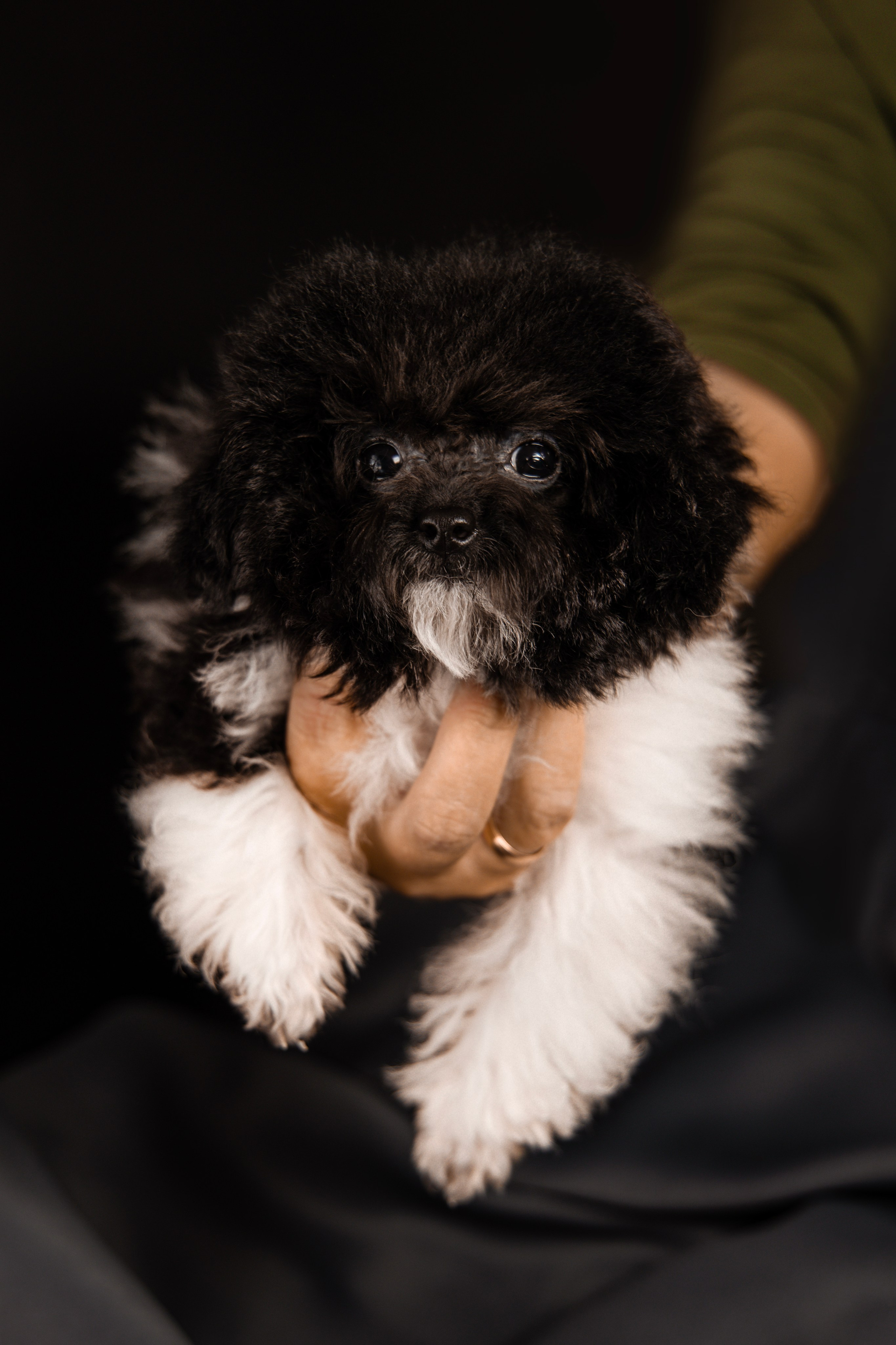Фотограф Татьяна Марсуверских г. Жуковский, Москва и Мо. Репортажные съёмки, фотосессии,  фотограф анималист, фотосъёмка животных. Фотограф для маркетплейсов, фотоуслуги в Жуковском Татьяна Марсуверских