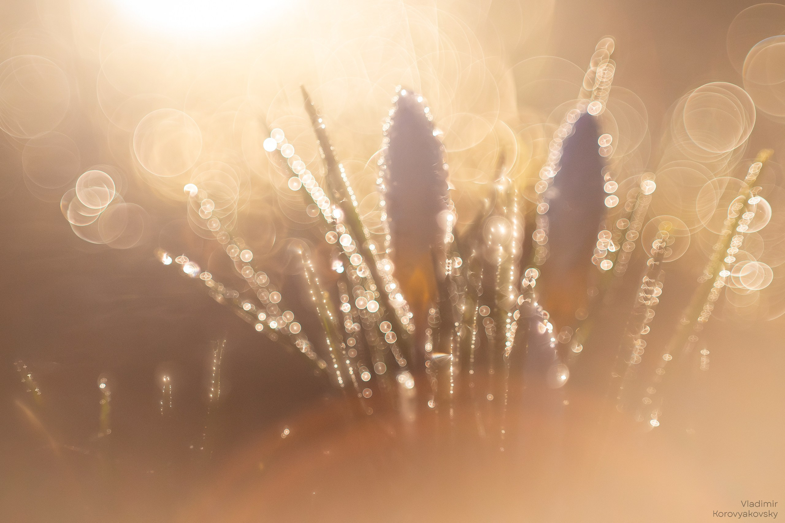 Nature. Photographer Vladimir Korovyakovsky