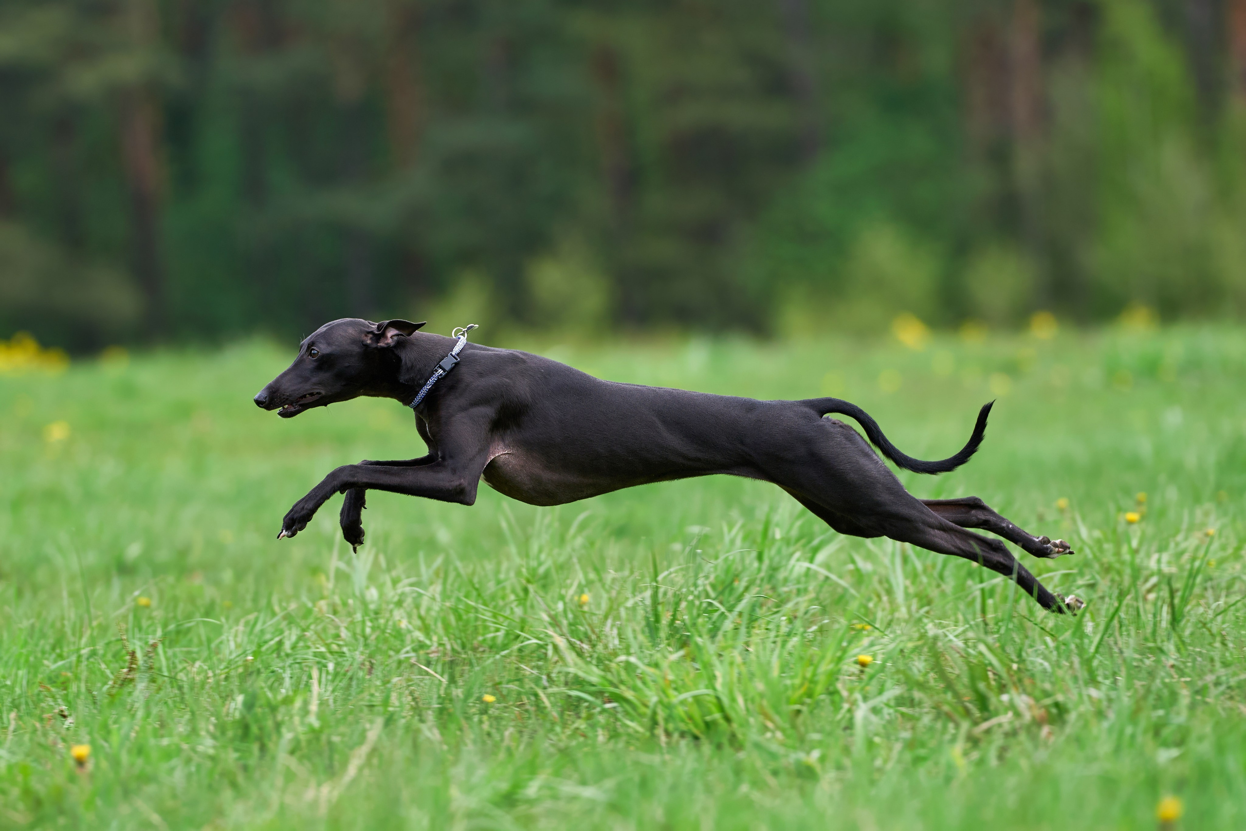 Тренировка по курсингу Донино. Фотограф-анималист Михаил Манухин