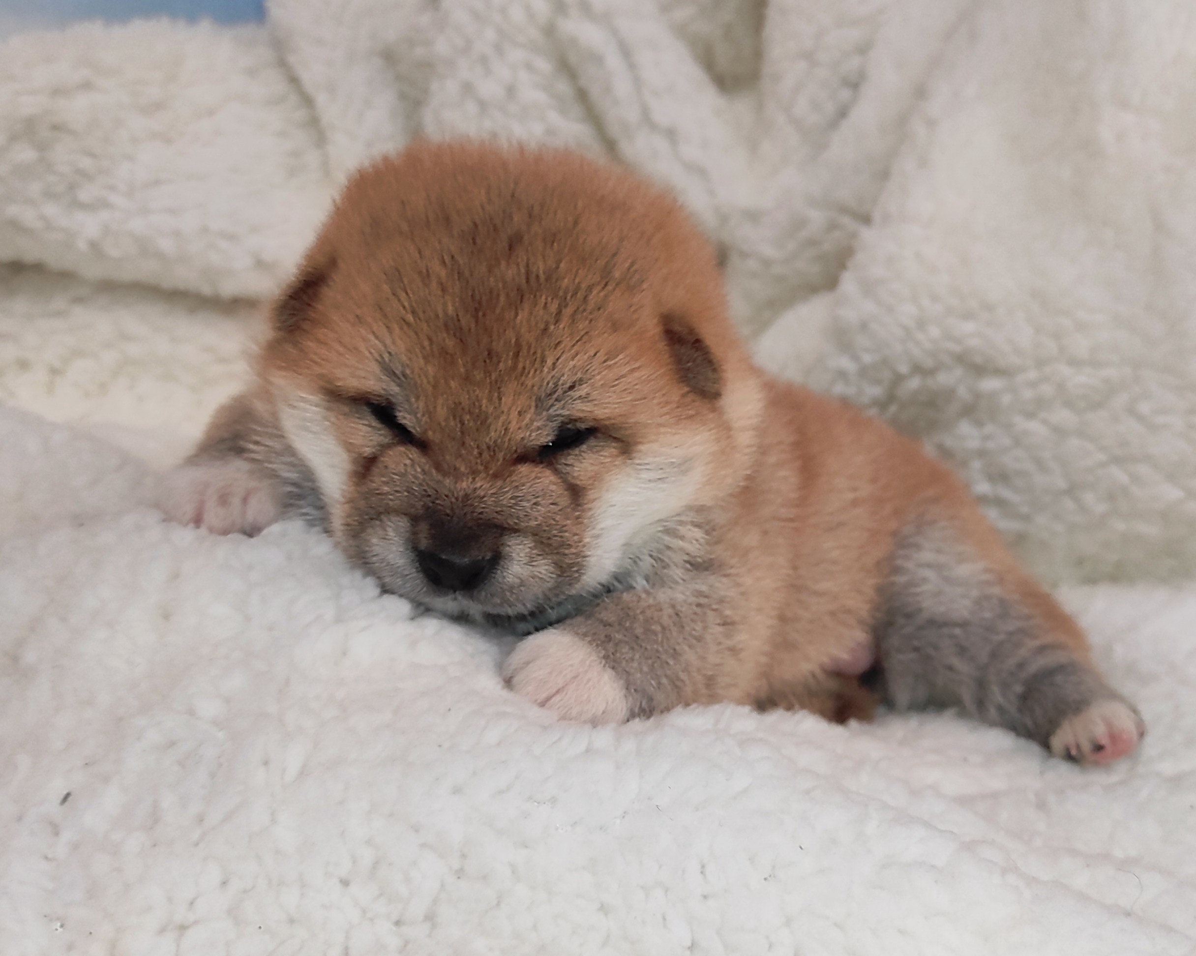 сиба питомник Рубилайт щенки на продажу rubylight  сиба щенки купить СПб Санкт-Петербург 