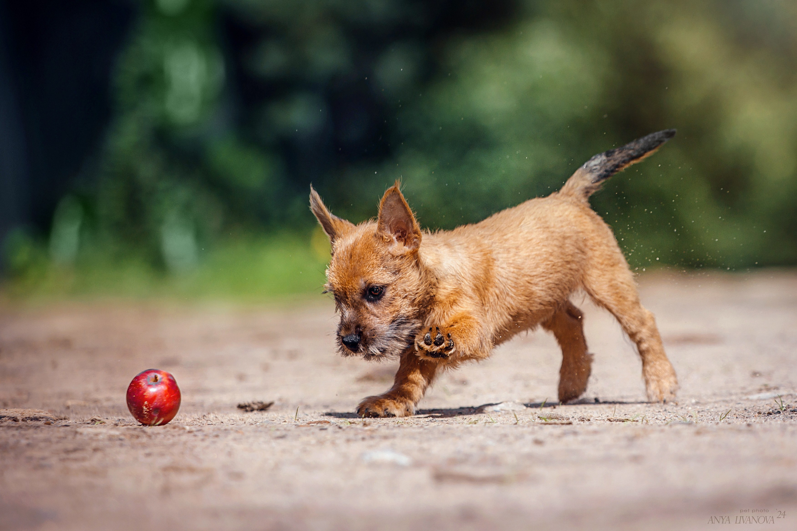 Норвичи. Фотограф анималист Аня Ливанова | Рыбинск