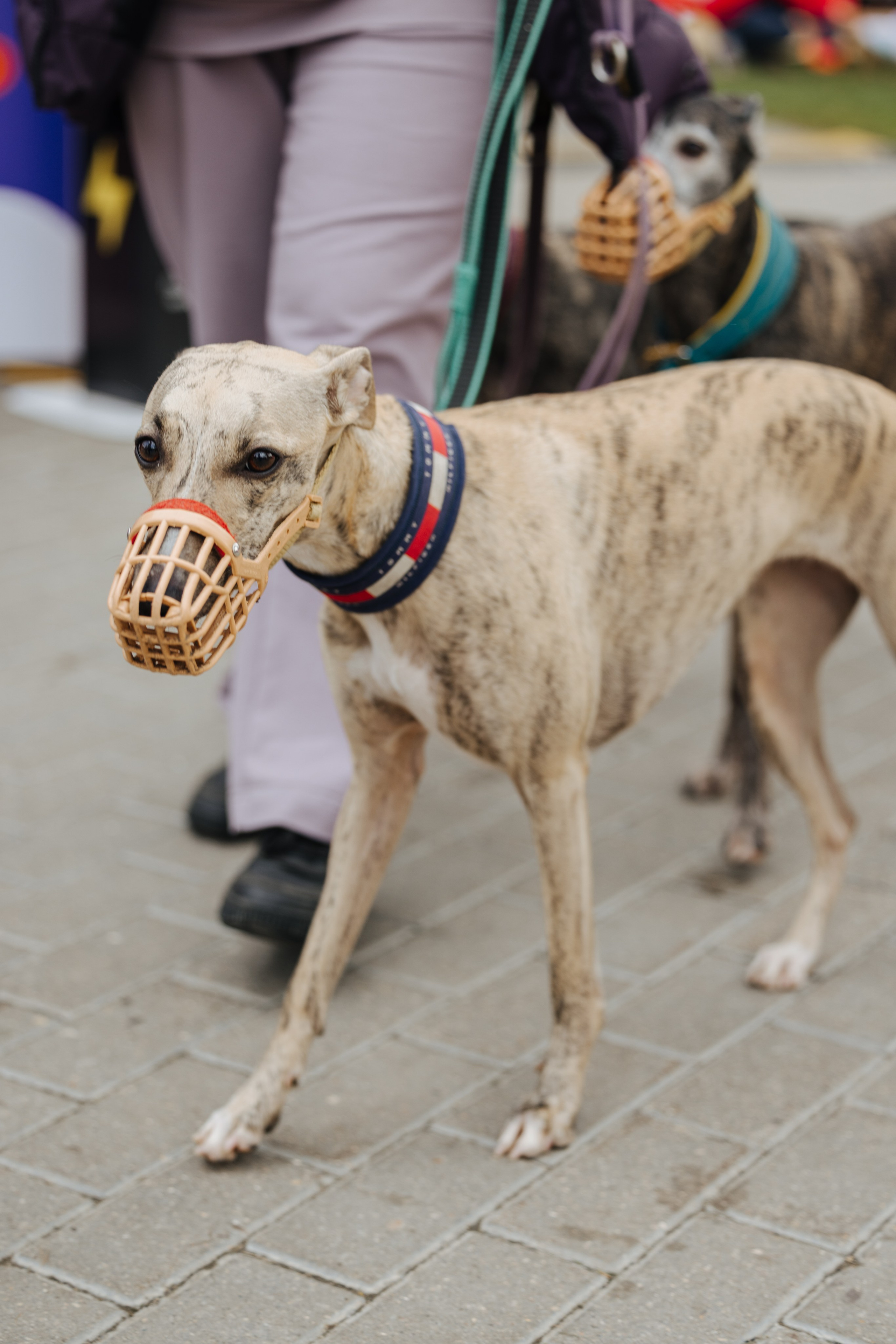 Хвостатый репортаж. Аксана Лисовская фотограф в Москве. Фотографии с характером