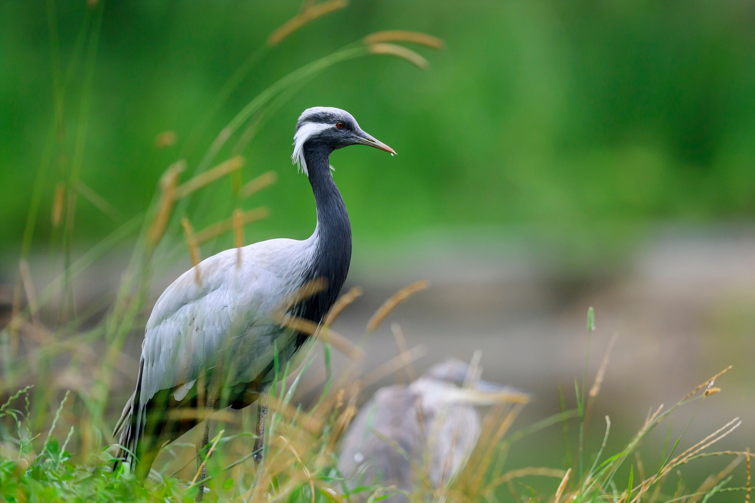Красавки, цапли, утки: Парк Ближняя дача. Wildlife photography by Sergey Puponin