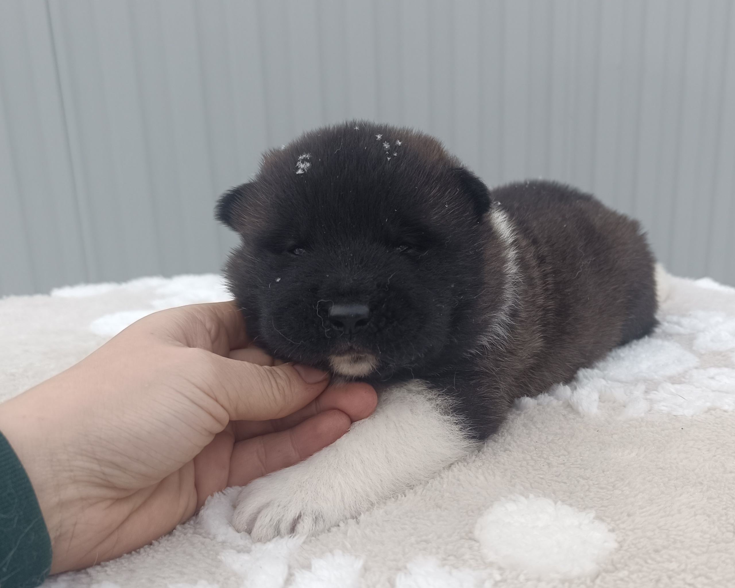 Американская акита  щенки питомник Санкт-Петербург клубные щенки Американская акита питомник RUBYLIGHT Рубилайт купить щенка американской акиты