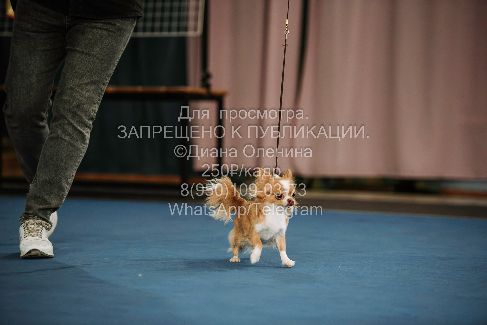 Выставка собак Красноярск 29.10.2023. Фотограф Диана Оленина Красноярск / Братск
