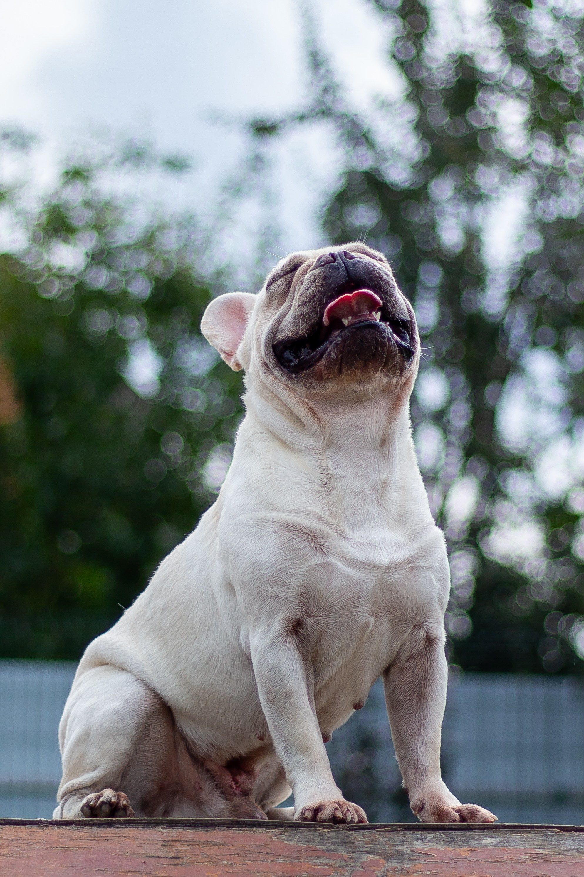 Собачья жизнь — Зоогостиница «Счастливые мечтатели». Фотограф • Орехово-Зуево • Балашиха • TEFO