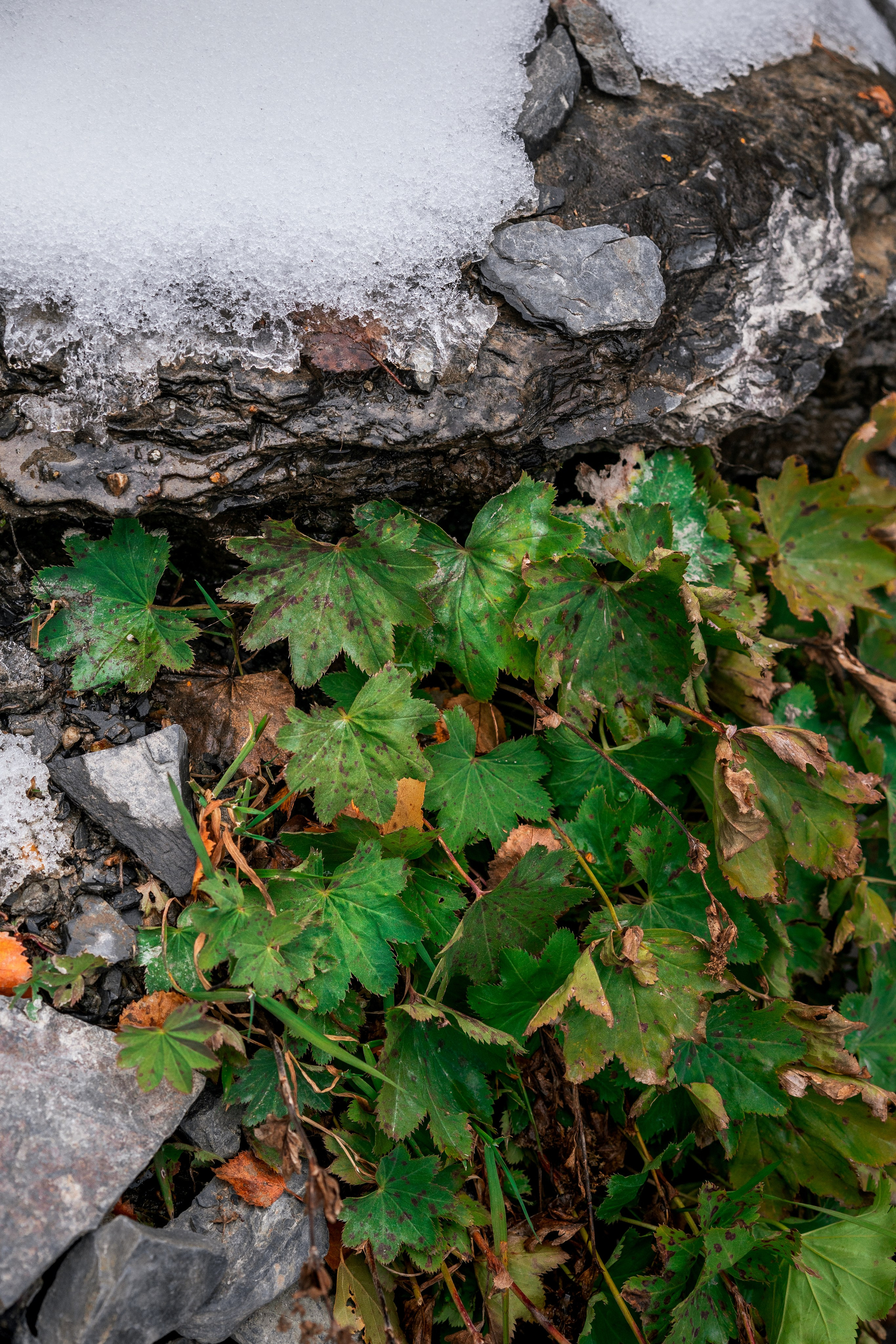 Вдоль по реке Домбай-Ульген. Юля Дэй • Фотограф, Санкт-Петербург