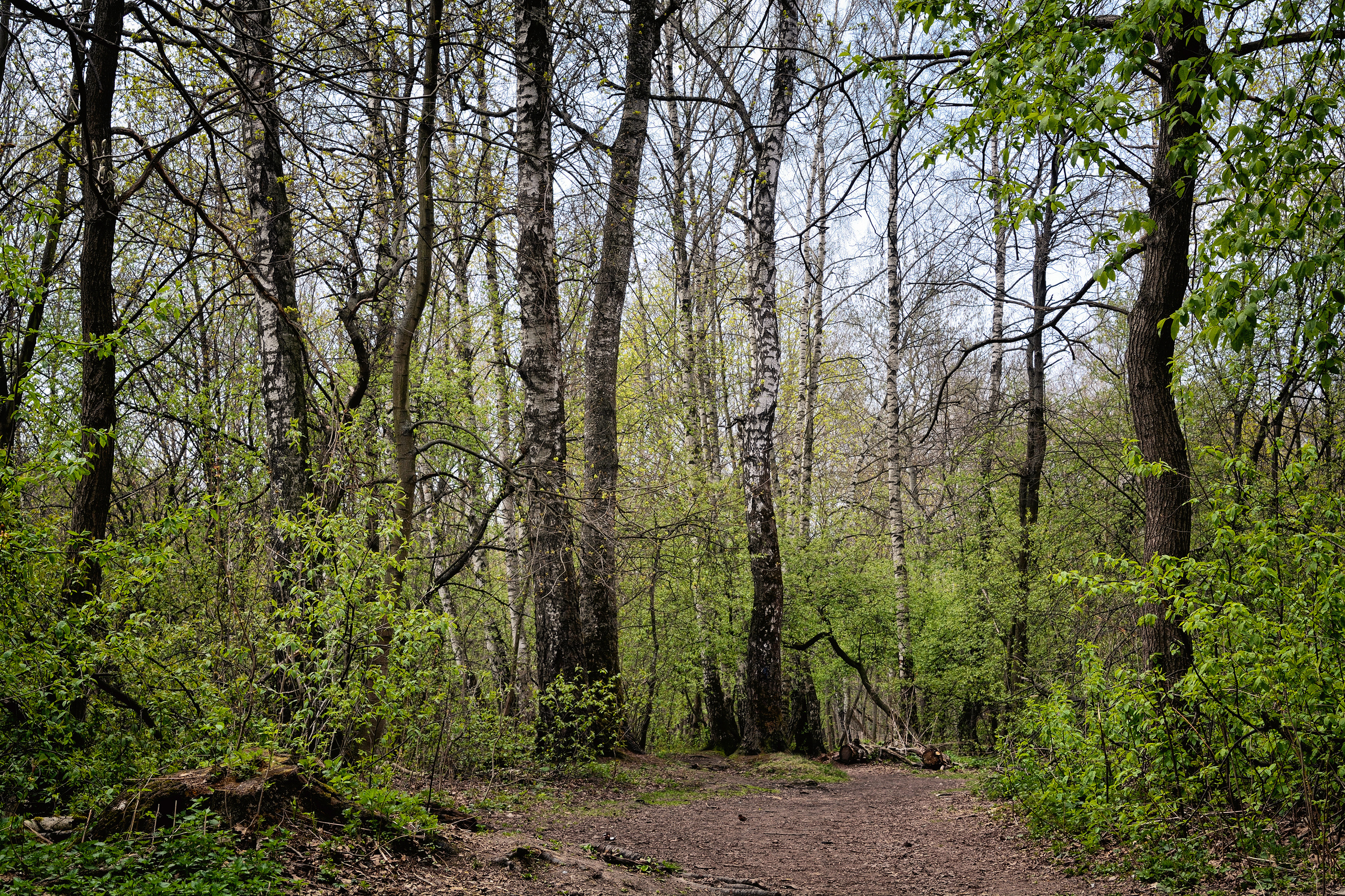 Пейзажи. Свадебный фотограф Олег Шатохин  Москва и Московской область