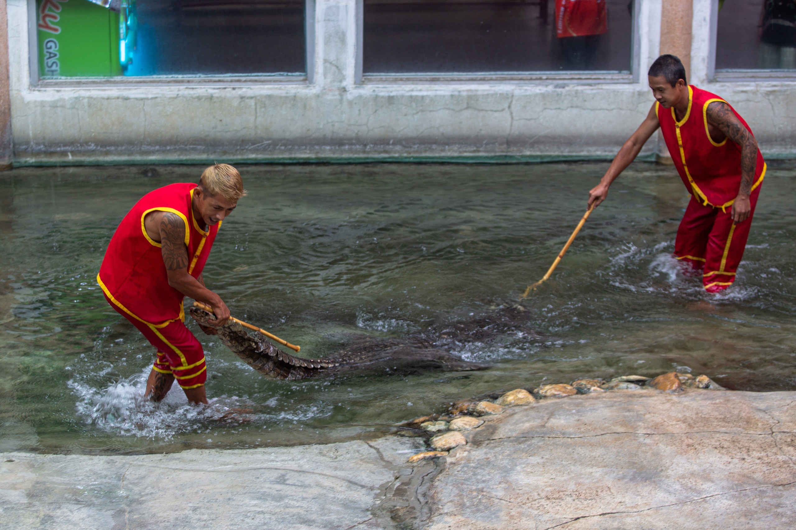 Samut Prakan Crocodile Farm & Zoo. Photographer Sonkina Tatiana (Tanya Ash)