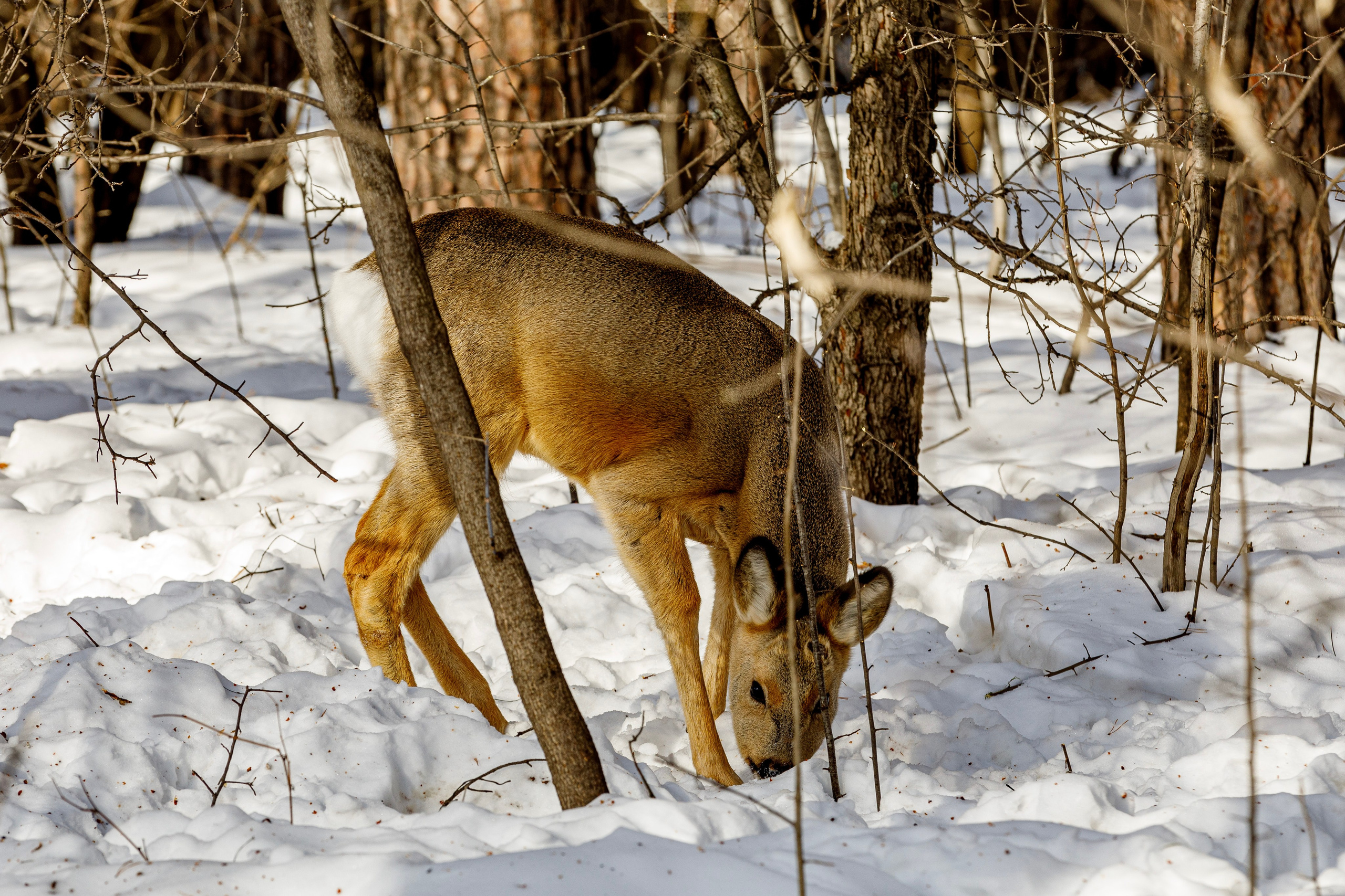Косули. Фотограф Андрей Гузеев