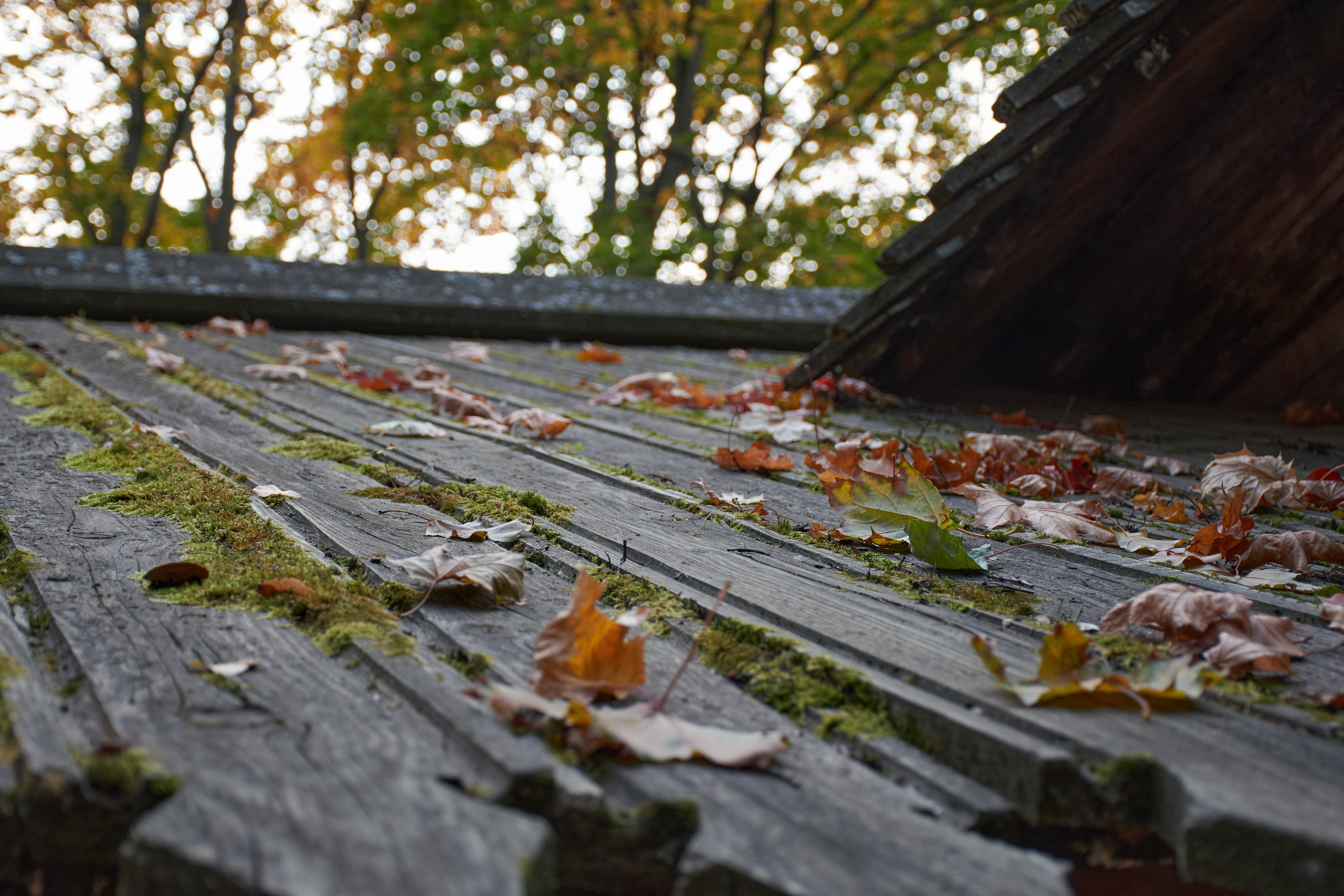 20200927 Коломенское. Дмитрий Ремизов. Фотография, как хобби