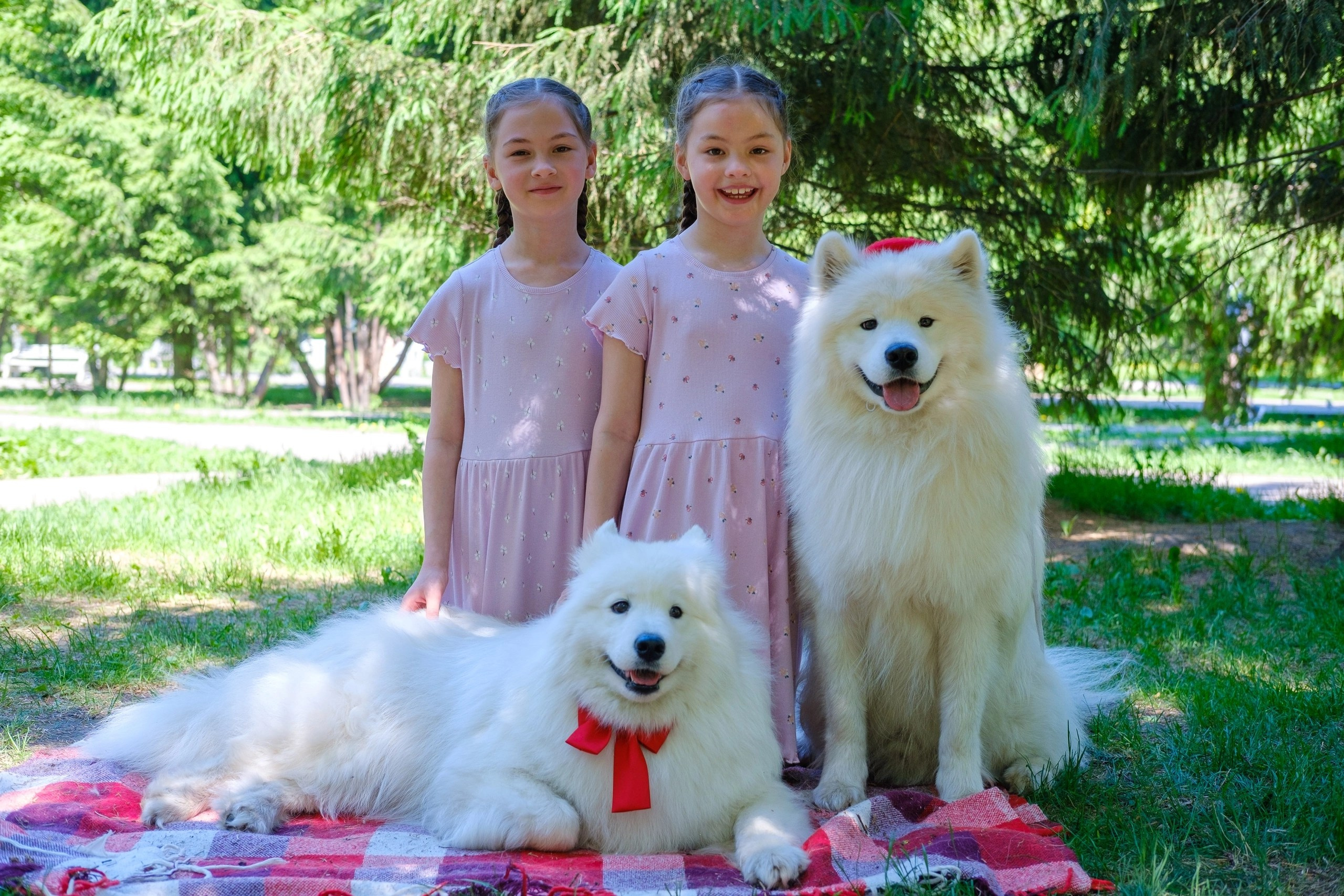 Благотворительная фотосессия. Самоед Новосибирск
