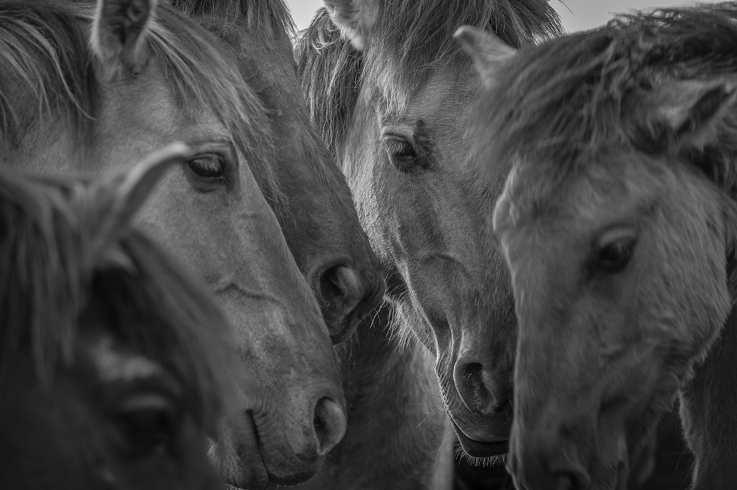 HORSES. LUMEN DUO Art photography for interiors