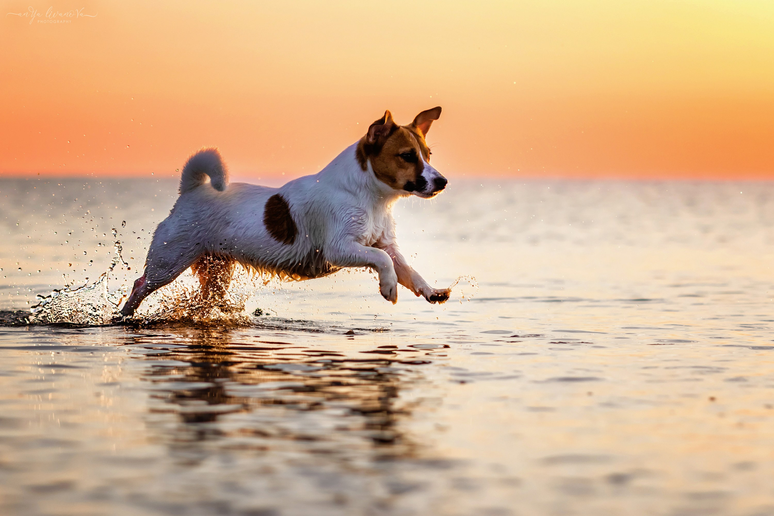 Ляля — Маня — Плюша закат. Фотограф анималист Аня Ливанова | Рыбинск