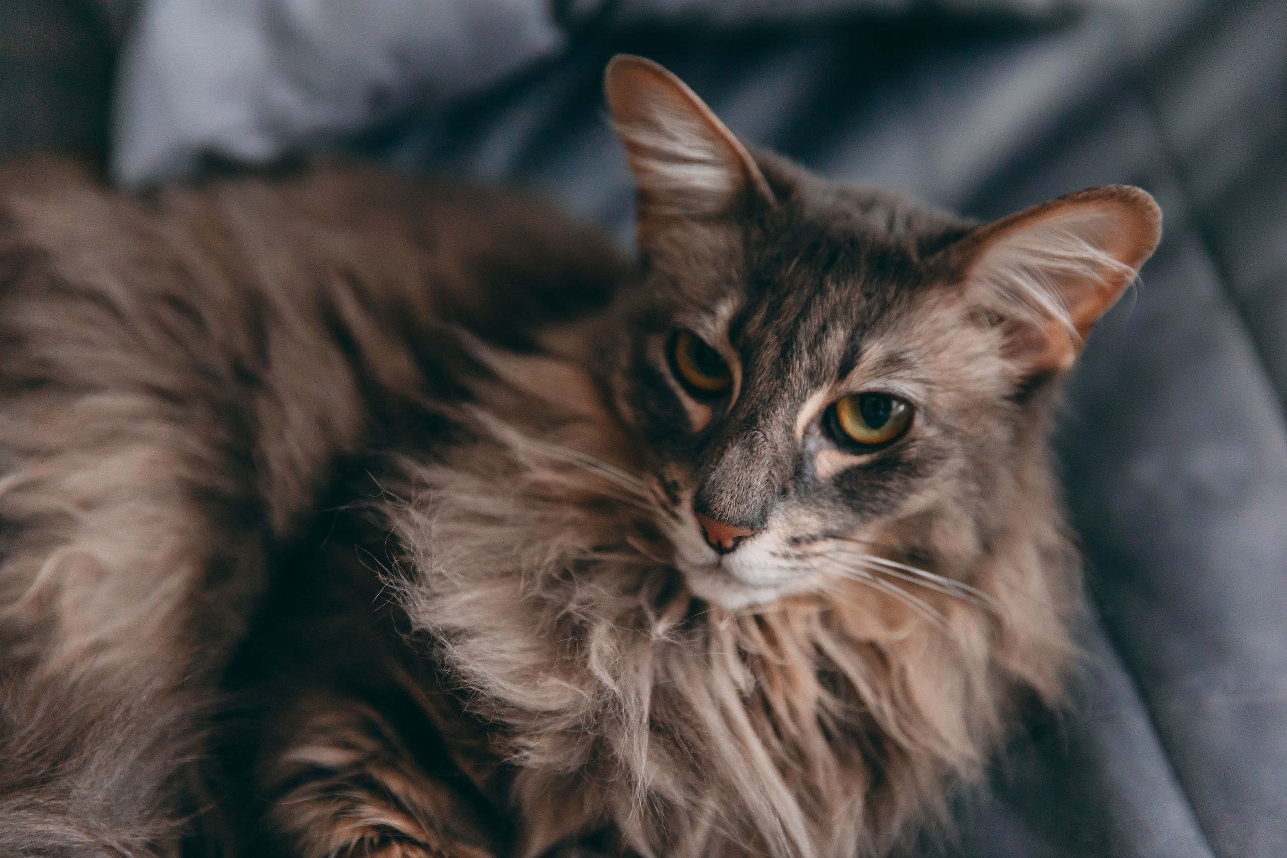 Дома у Карины. Семейный фотограф в Санкт-Петербурге Алиса Мохова