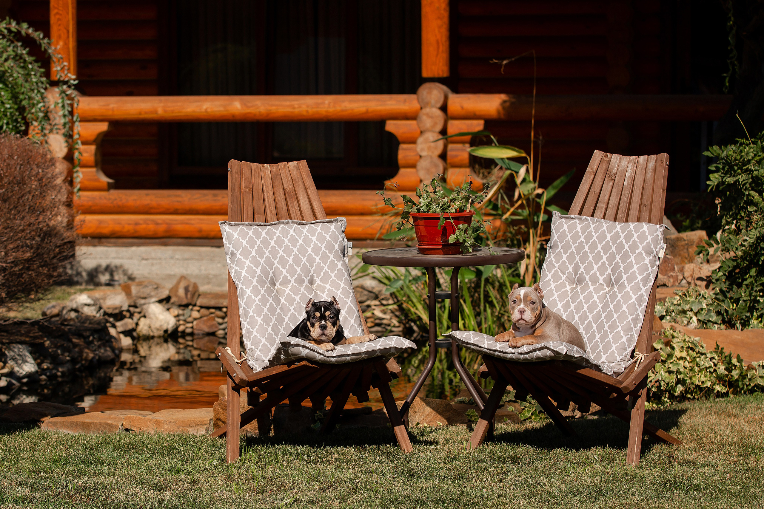 Фотосъёмка щенков. Фотограф-анималист в Краснодаре Маша Мельникова