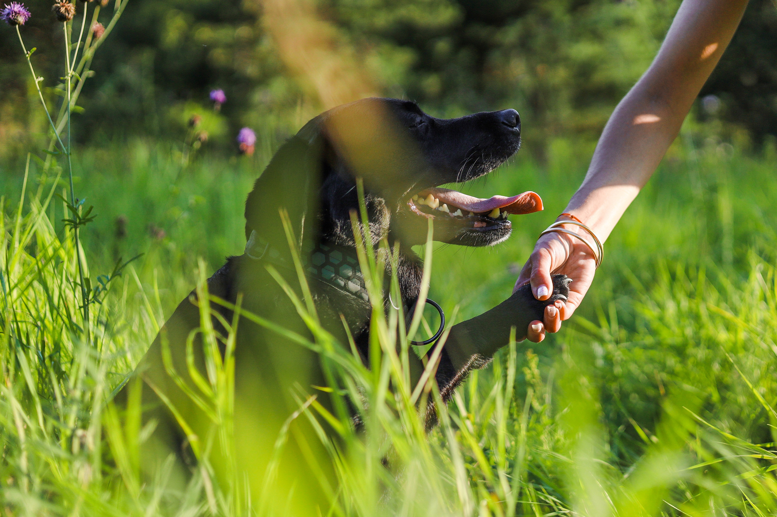 Бонни, Лея и Лера. Фотограф-анималист Ксения Шевцова|Москва