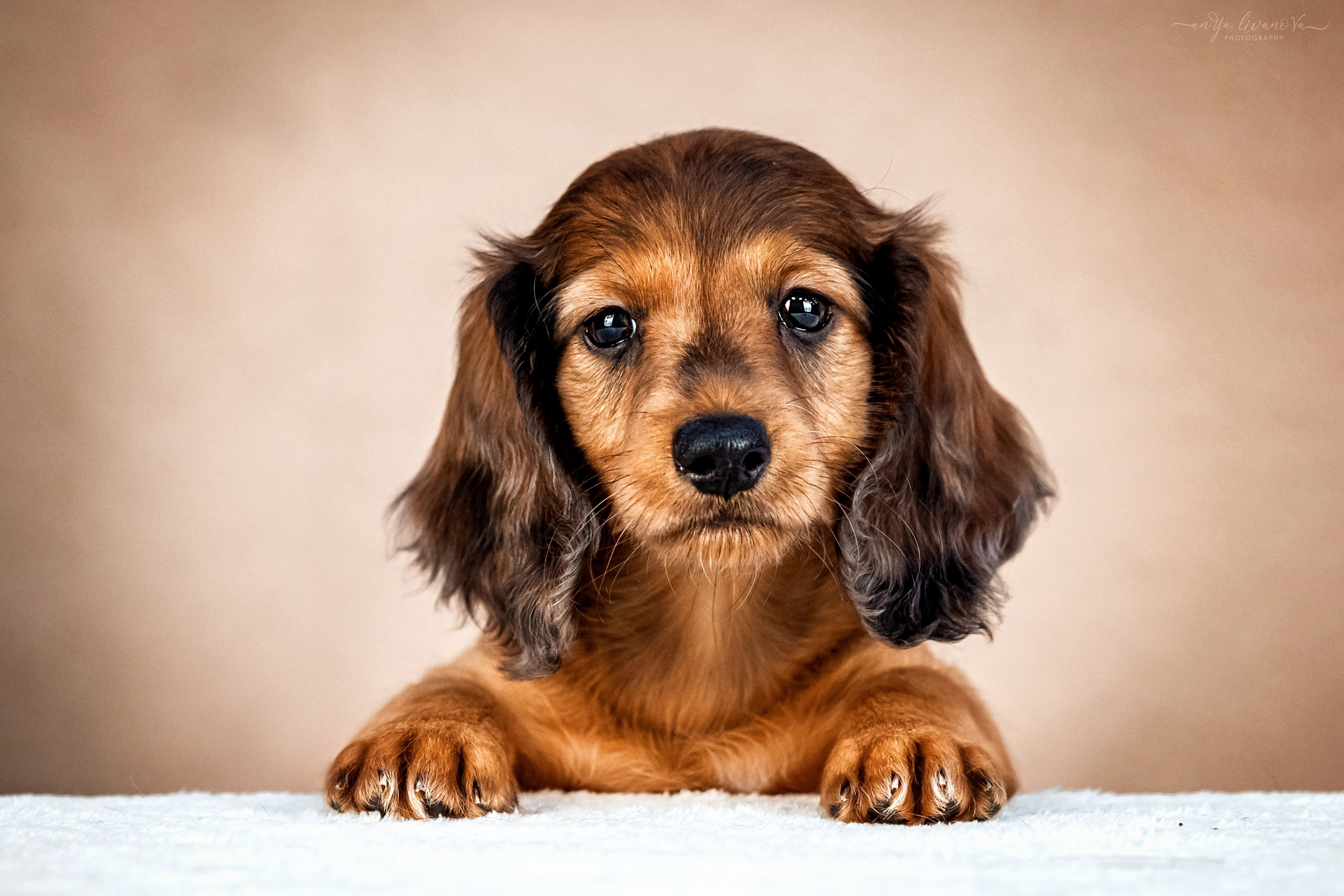 Таксята. Фотограф анималист Аня Ливанова | Рыбинск