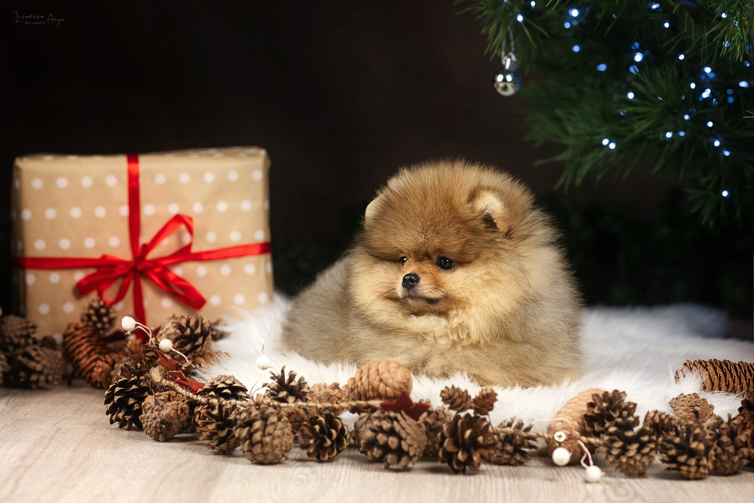 Фотодень_1 2025. Фотограф анималист Аня Ливанова | Рыбинск