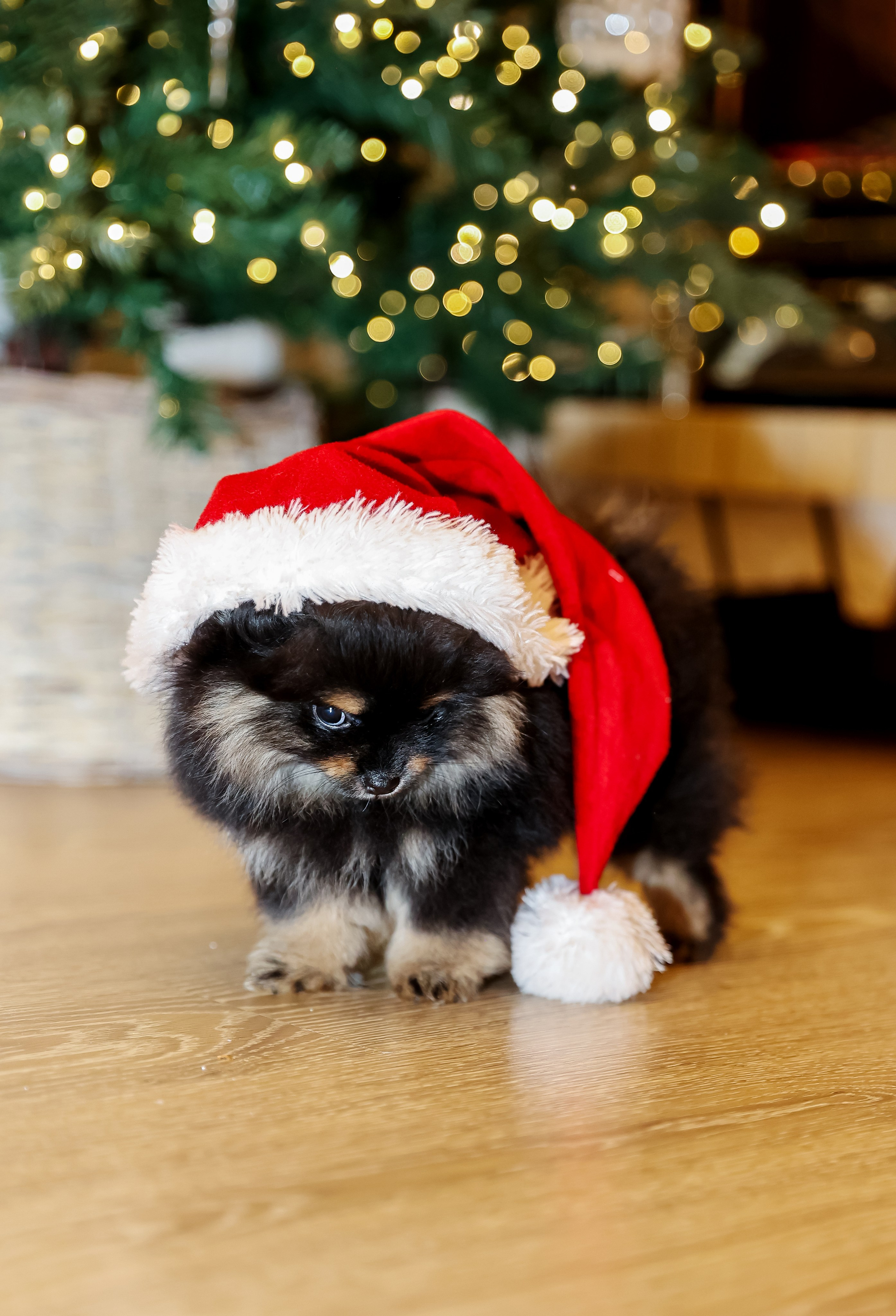 Съемка щенков шпица. Фотограф — Татьяна Кириллова, г. Санкт-Петербург