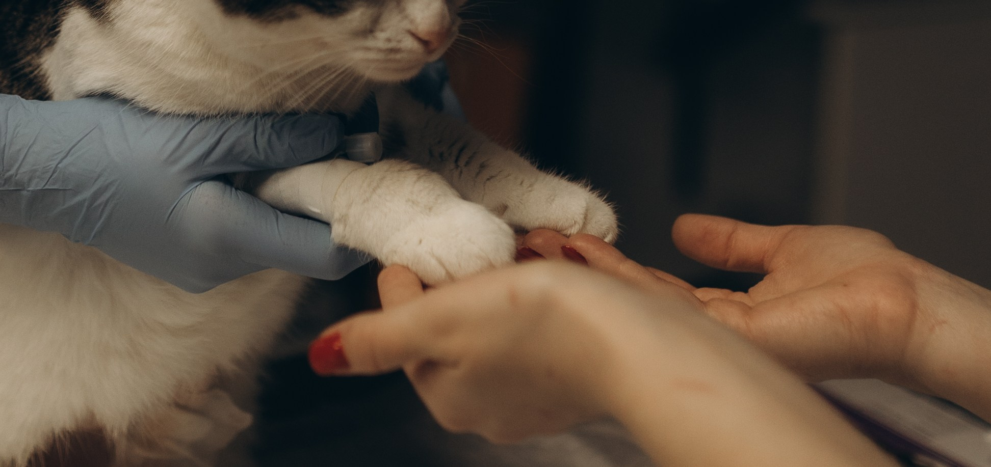 VetLife. Татьяна Афонина | Фотограф