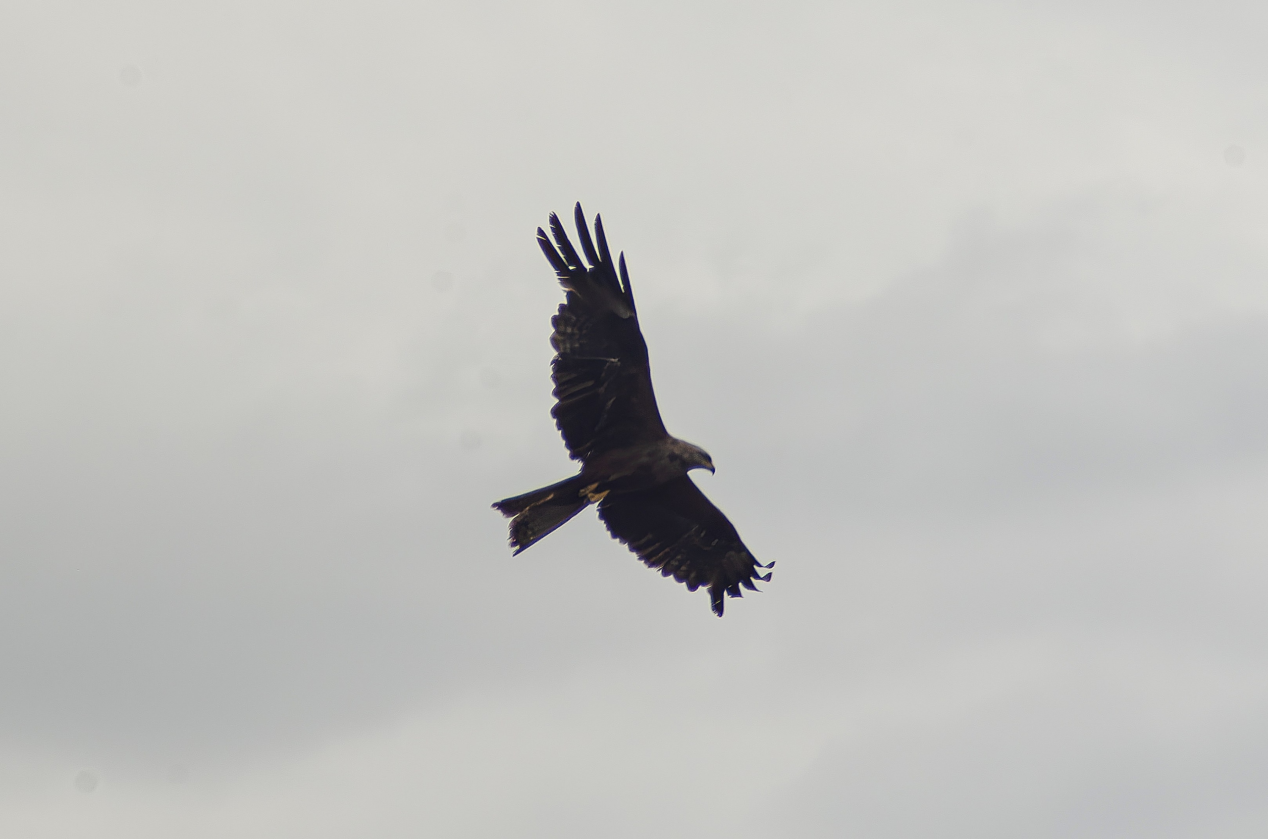 Птицы.Животные. Sreda fotoArt