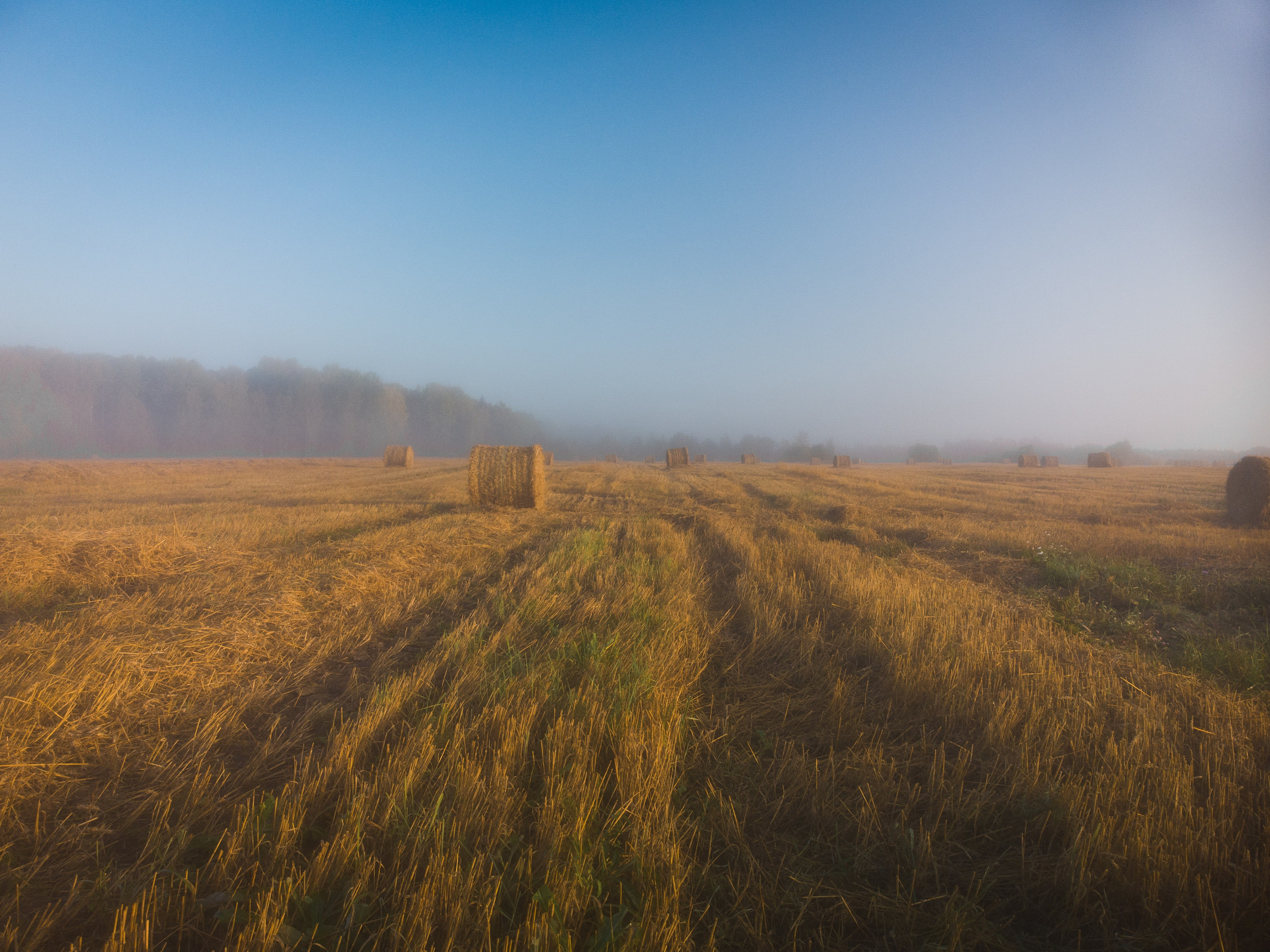 Поле с рулонами сена, утро, туман