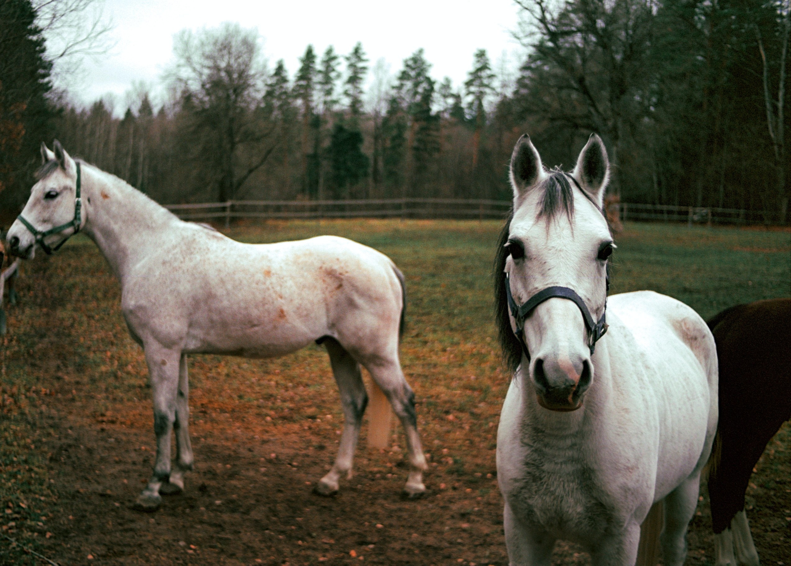 Пленочная фотография Олег Кузнецов. Artkapella|Олег Кузнецов
