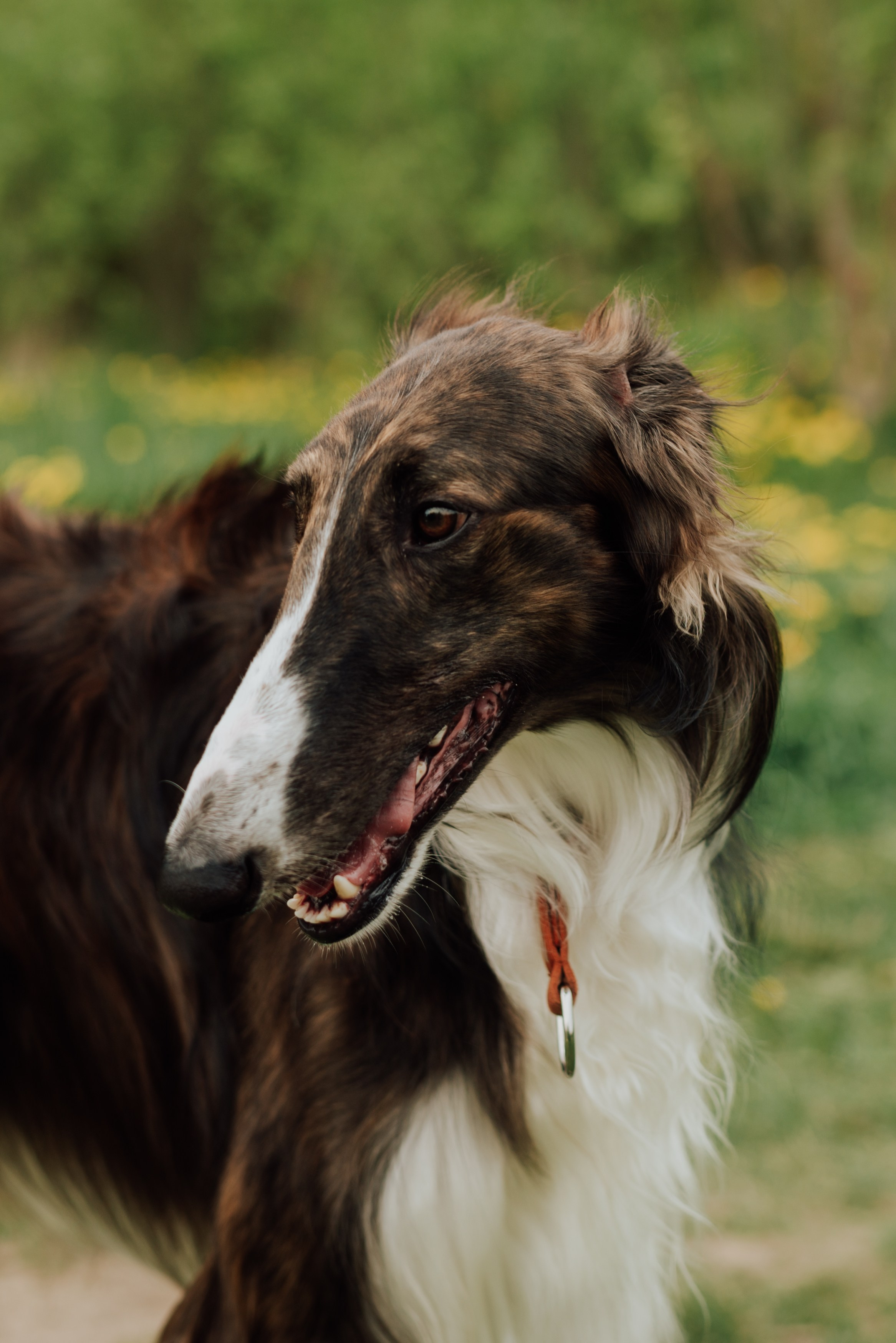 Животные. Фотограф в Санкт-Петербурге и Ленинградской области