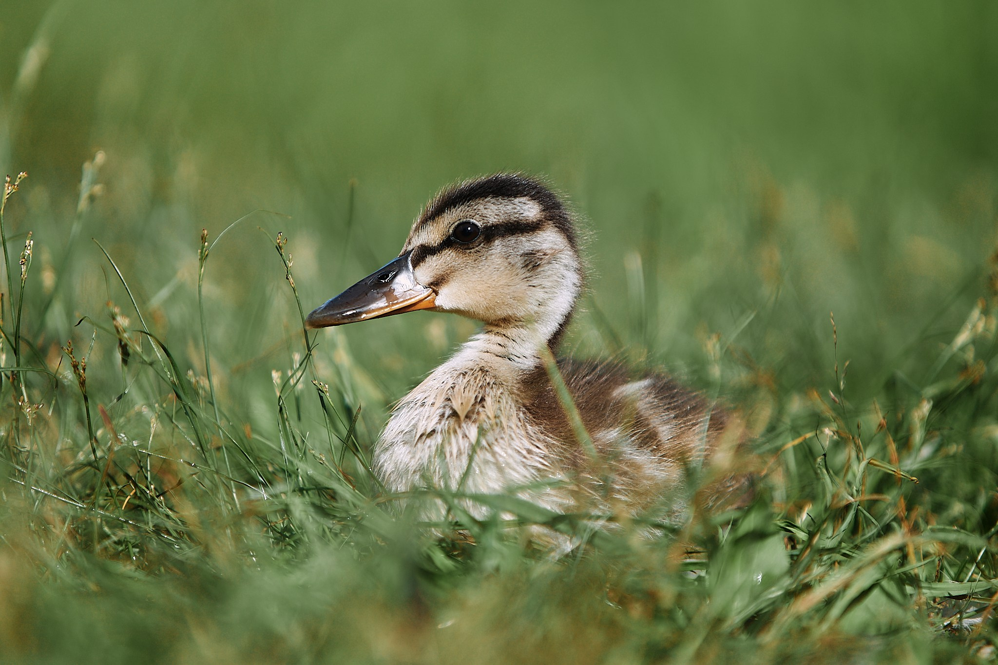Репортажный фотограф в Архангельске Леонтьева Татьяна