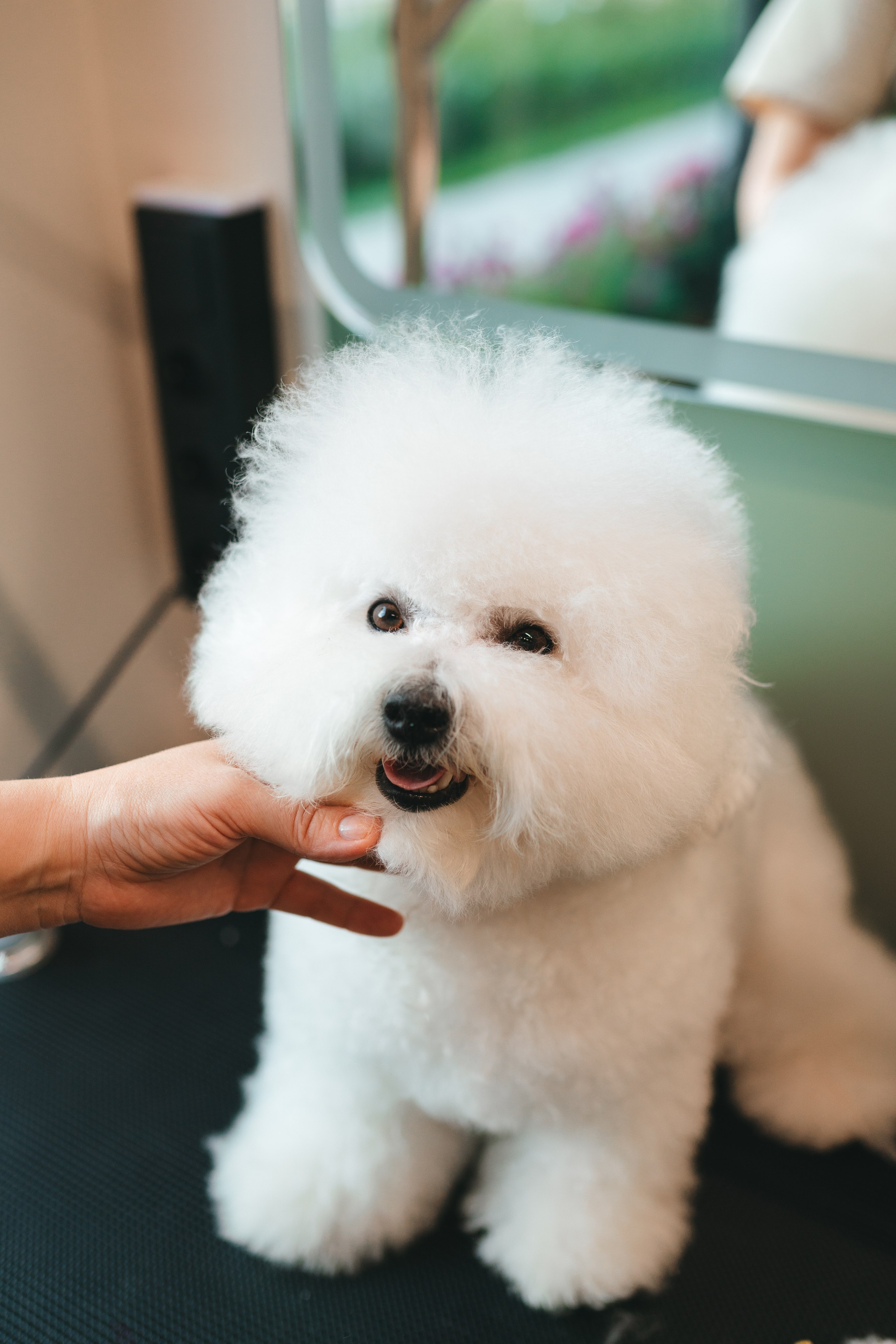 Груминг — салон. Фотограф анималист Осипчикова Мария