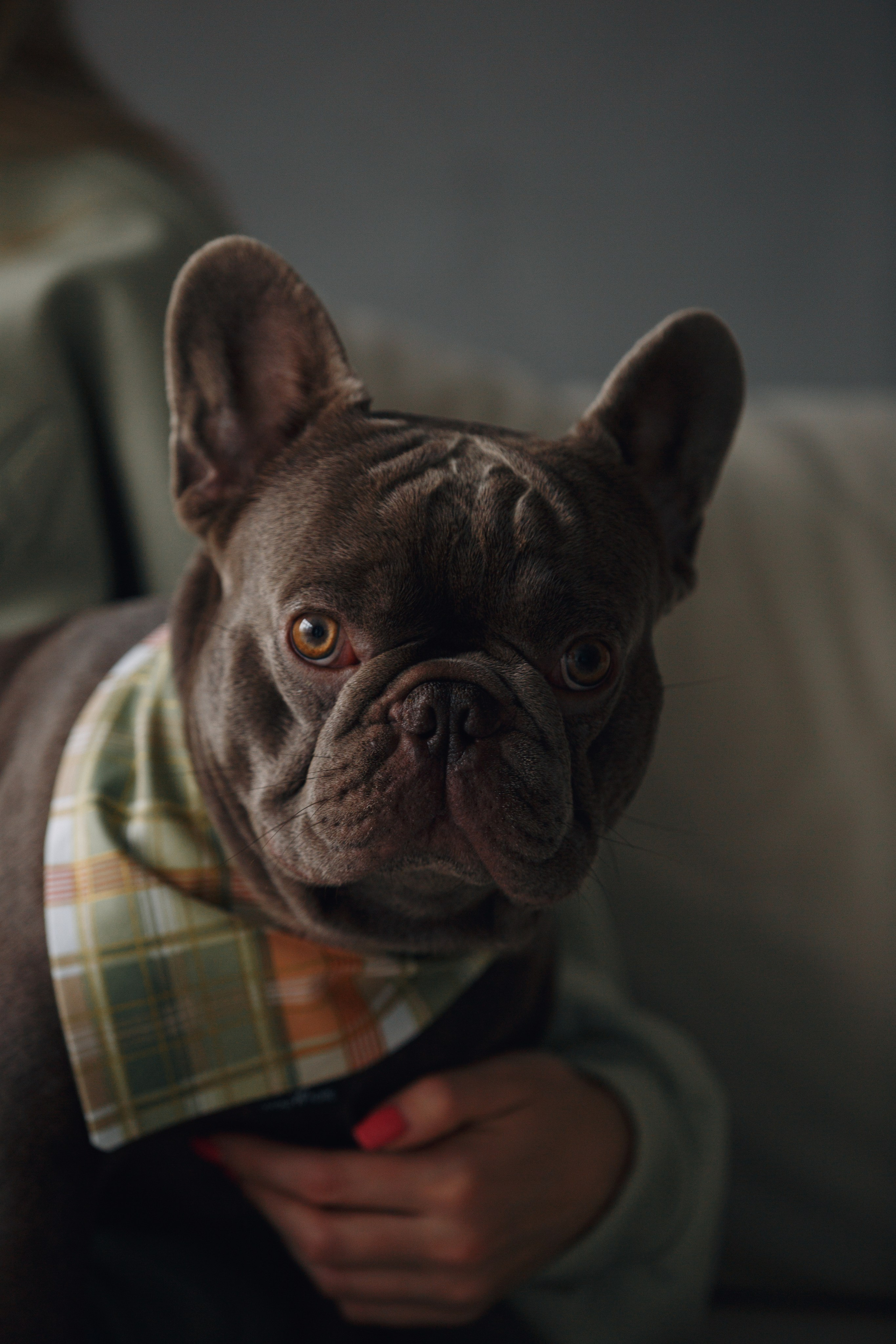 Wag'n'tails аксессуары для животных. Фотограф анималист Кристина Карпова, Москва