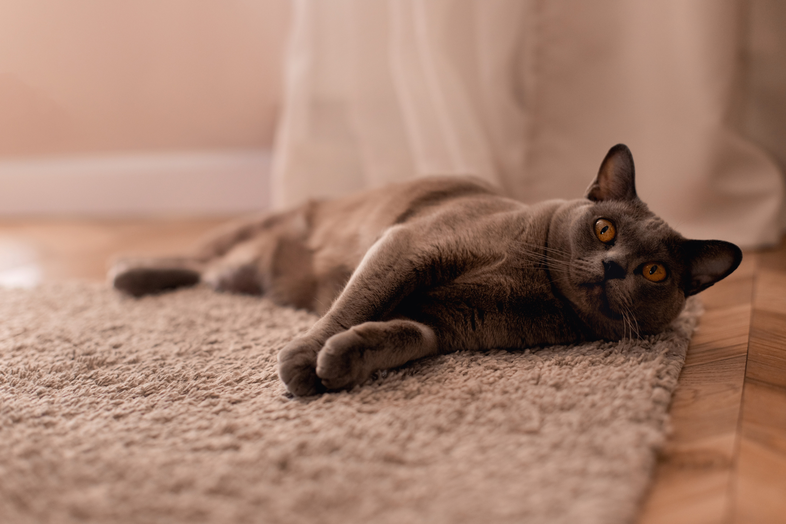 Домашние фотоистории. Фотограф в Санкт-Петербурге и Ленинградской области Екатерина Захарова