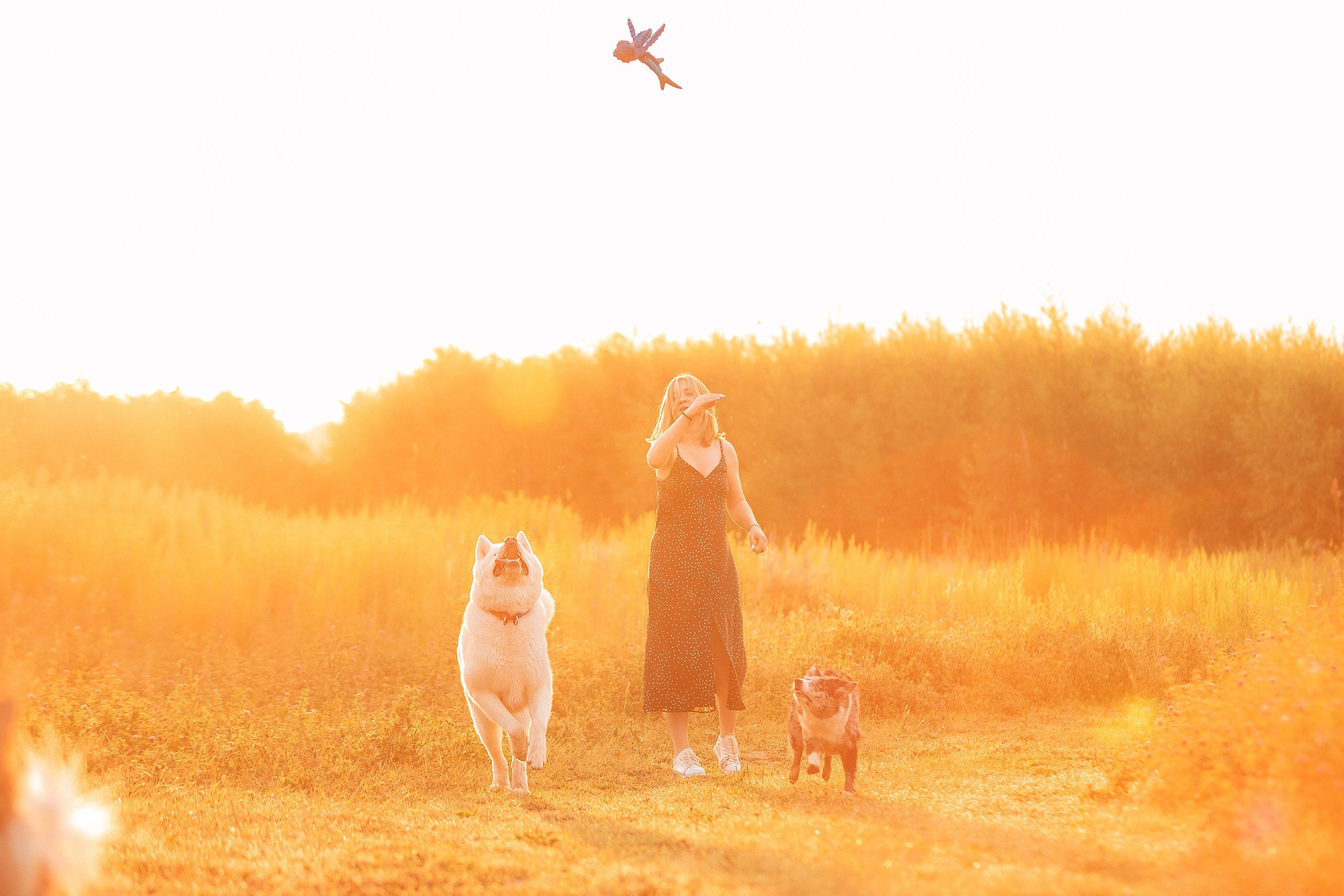 Таня и команда на рассвете. Фотограф анималист Кузнецова Анна Нижний Новгород