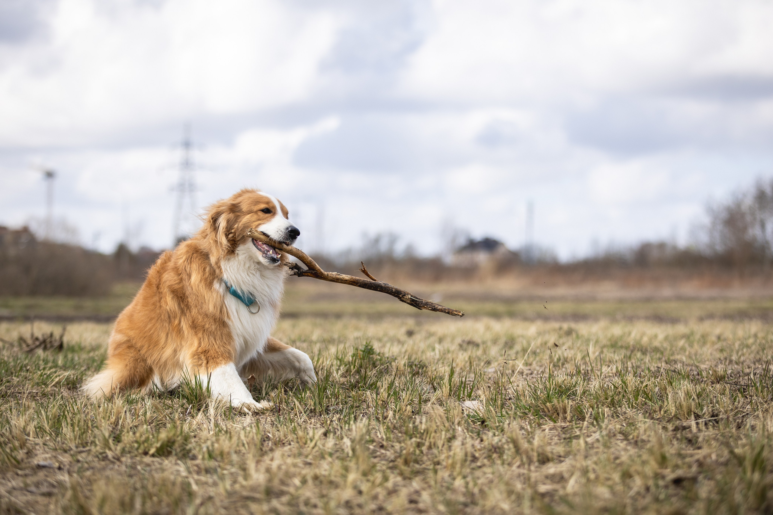 Догтуса 24.03.2024. Ирина Голомб|Фотограф-анималист в  Сочи и Калининграде