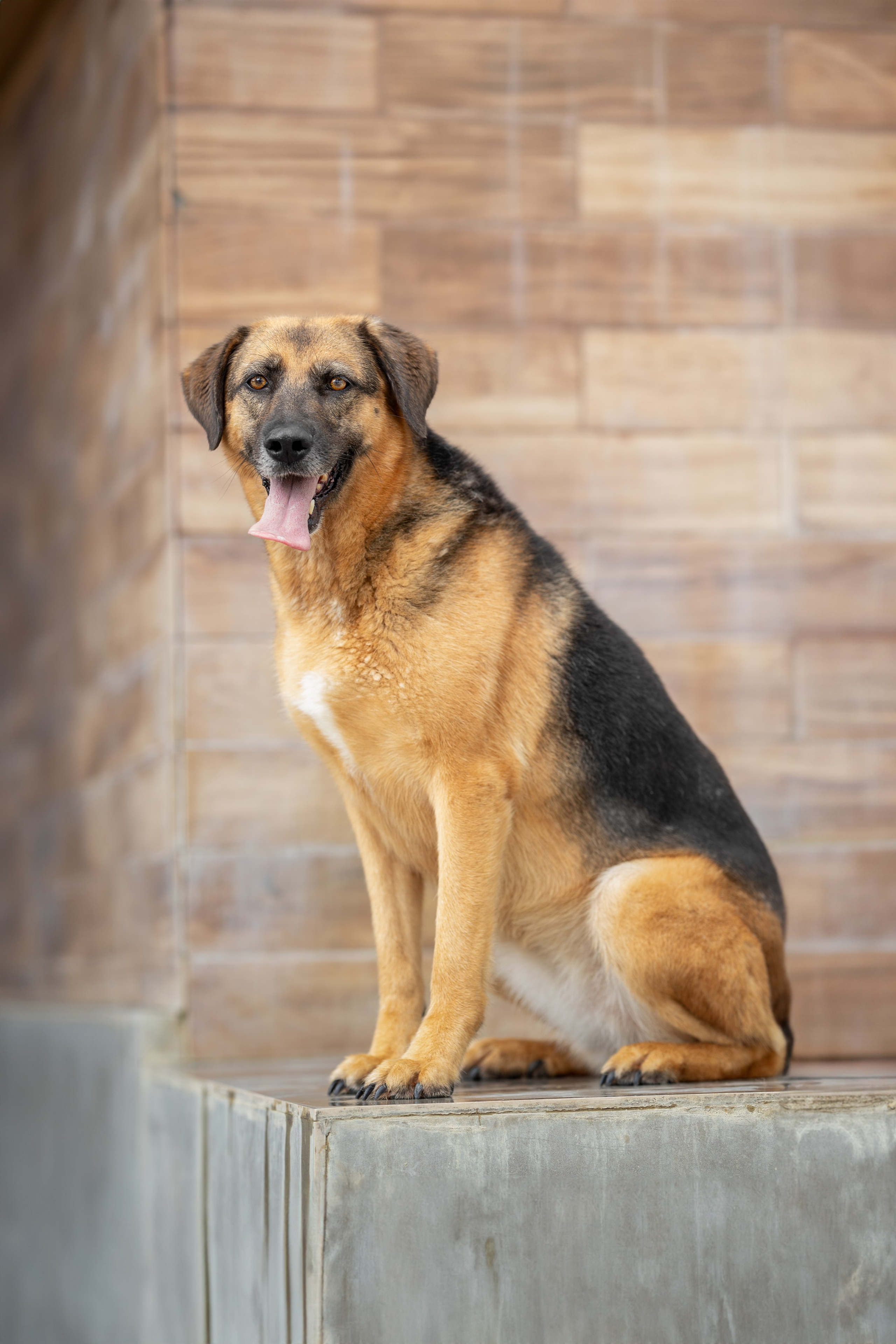 Мини-приют «Возрождение». Ирина Голомб|Фотограф-анималист в  Сочи и Калининграде