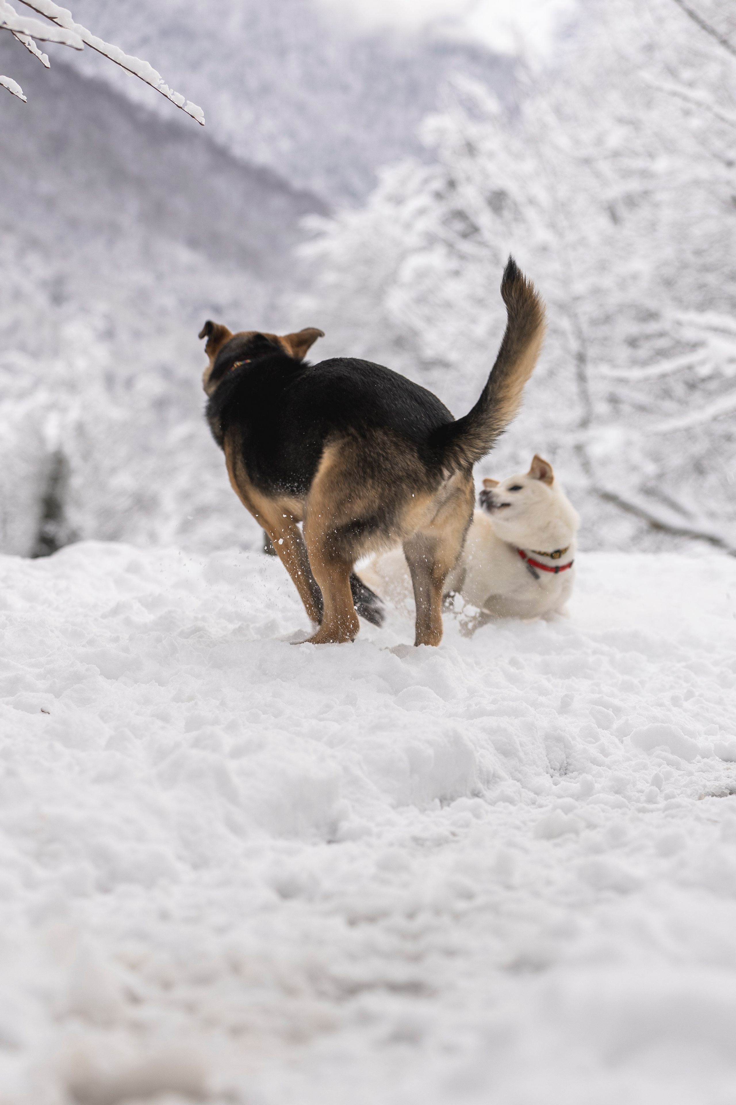 Догтуса Тропа Ефремова. Ирина Голомб|Фотограф-анималист в  Сочи и Калининграде