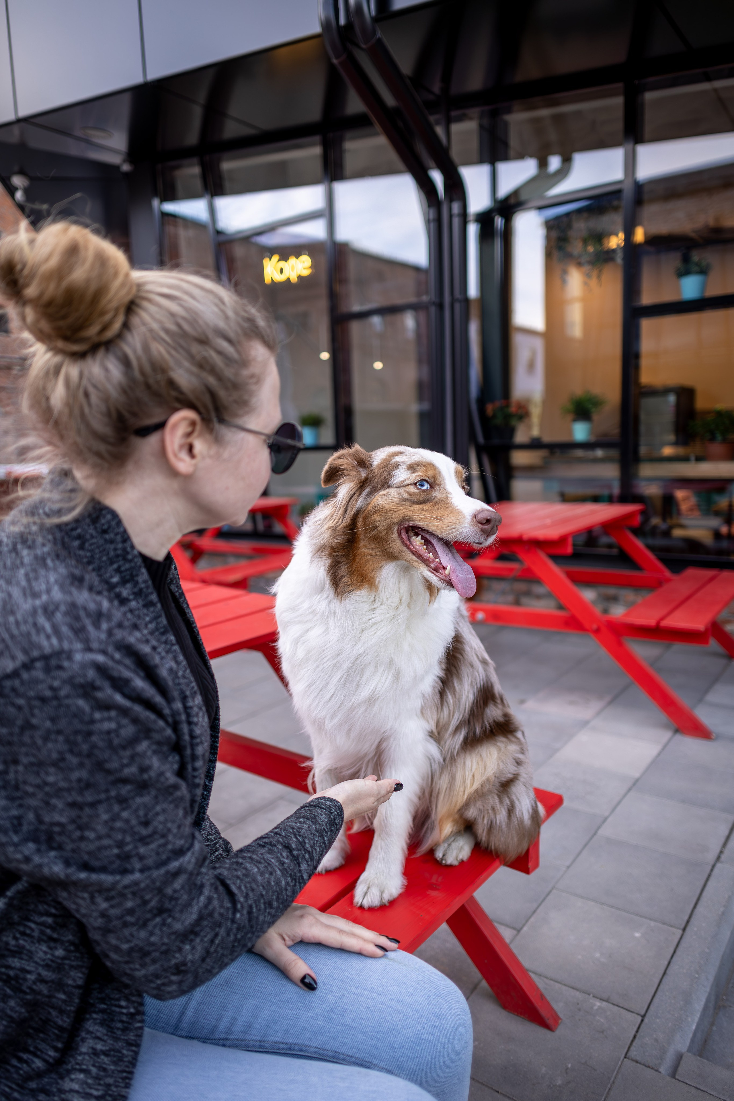 Полли, Австралийская Овчарка. Ирина Голомб|Фотограф-анималист в  Сочи и Калининграде