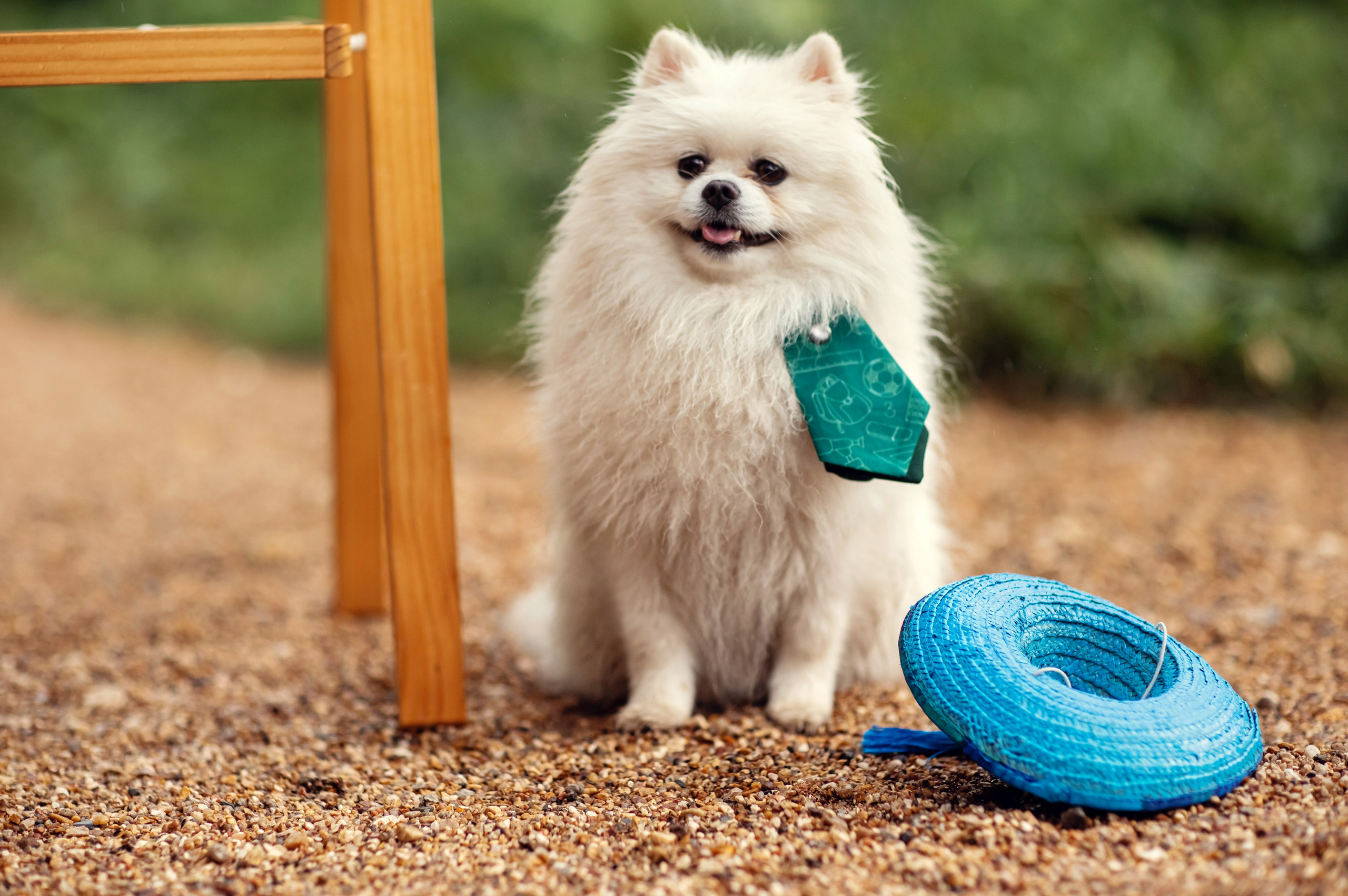 Незнайка и Булька. Детский и семейный фотограф в Москве Анна Ипатьева