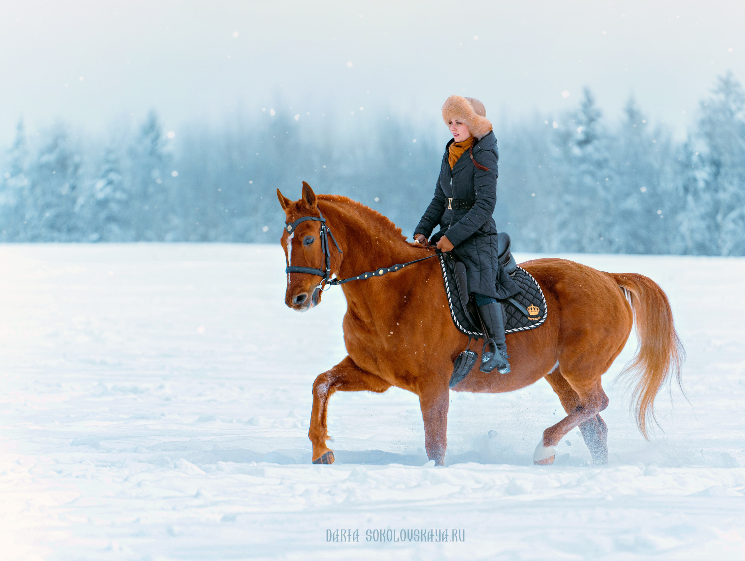 Зимнее поле. Фотограф Дарья Соколовская