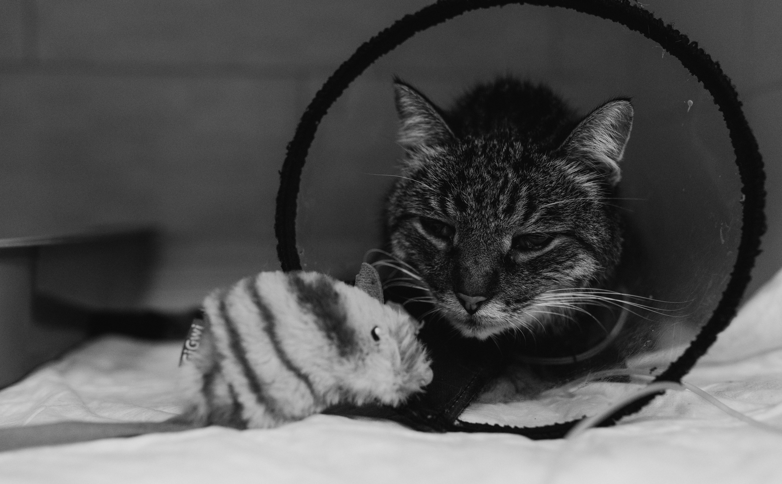 VetLife. Татьяна Афонина | Фотограф