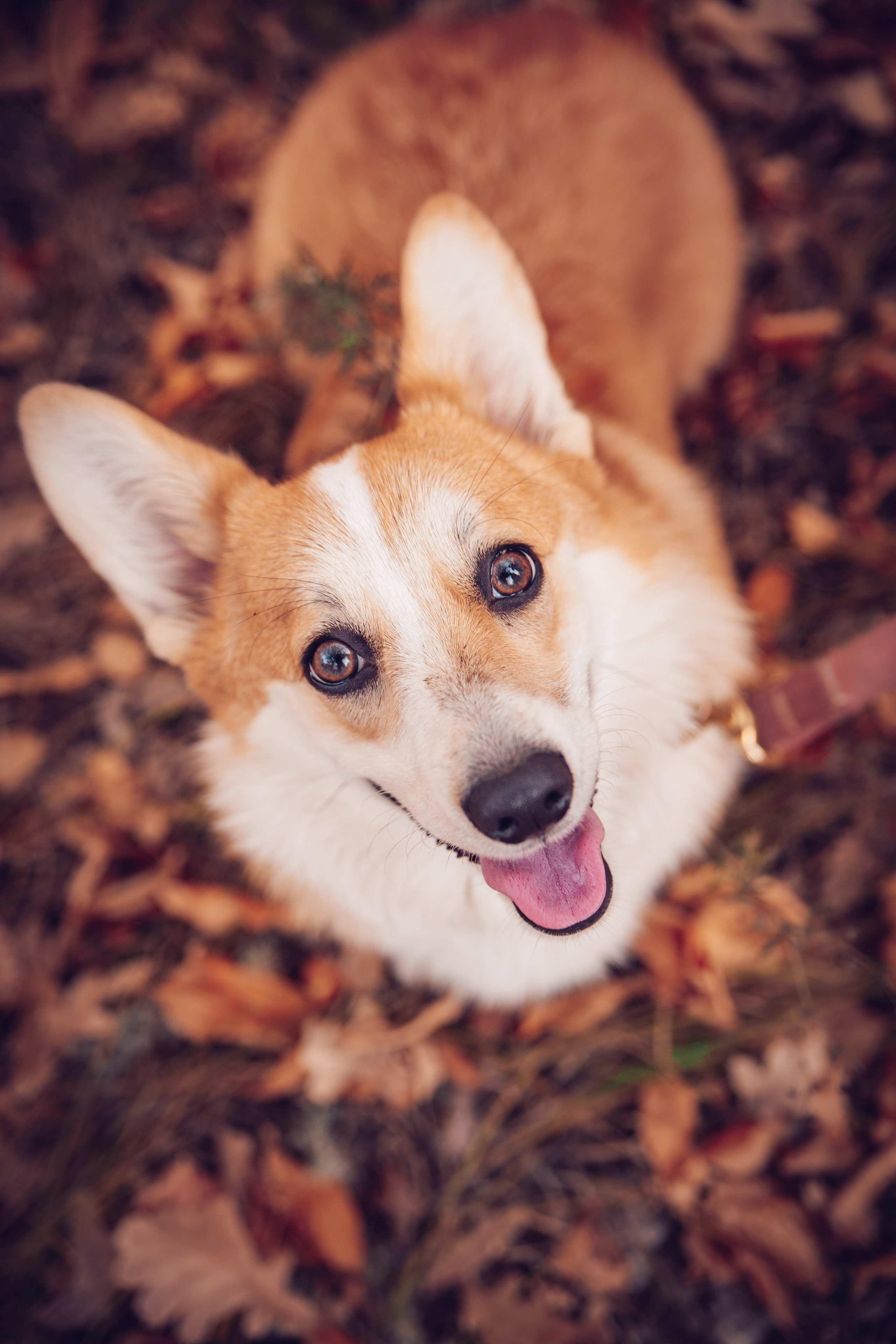 Осень. Детский и семейный фотограф в Самаре Евгения Гуть