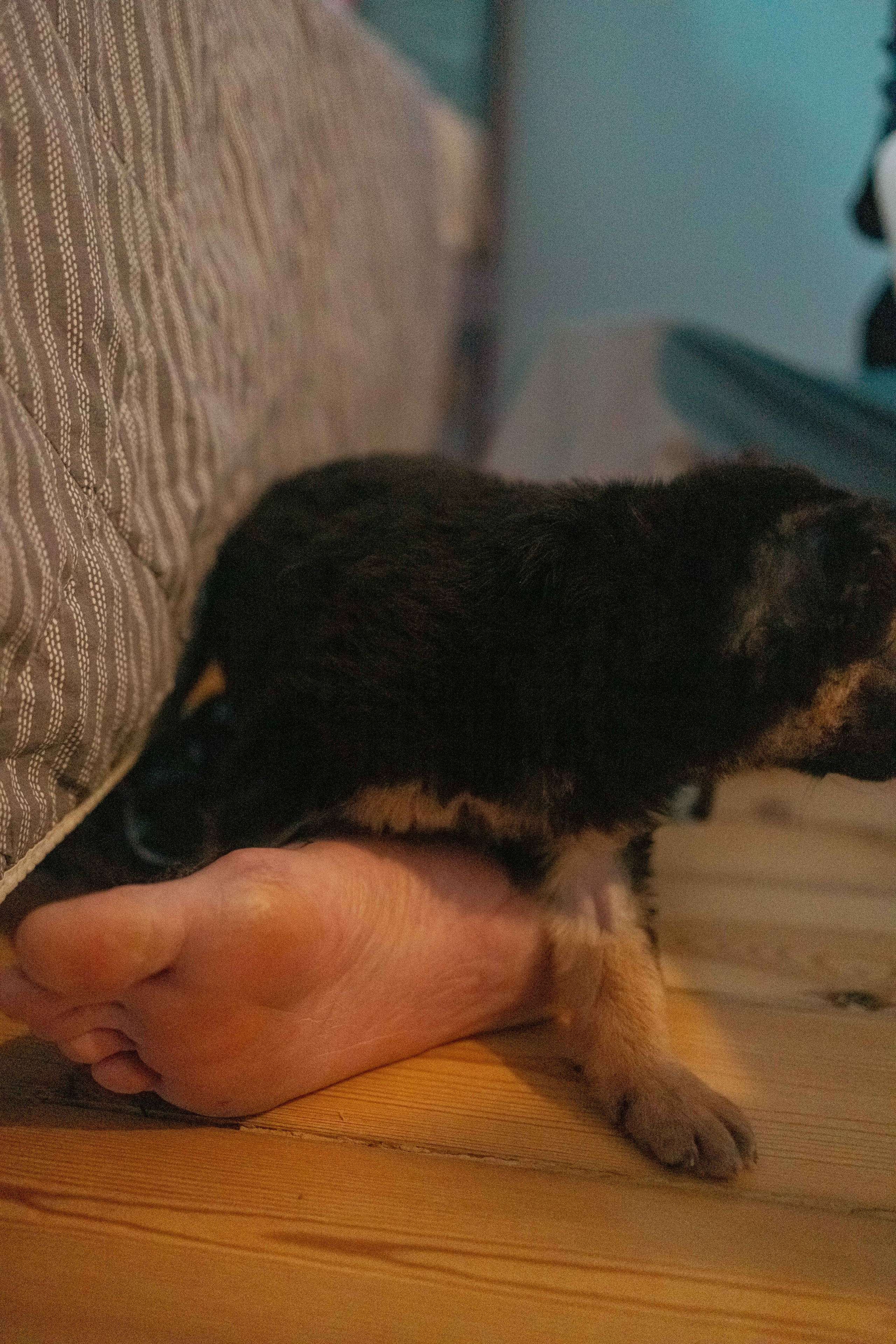 Пеппа. Фотограф-анималист в Москве Лера Черноног