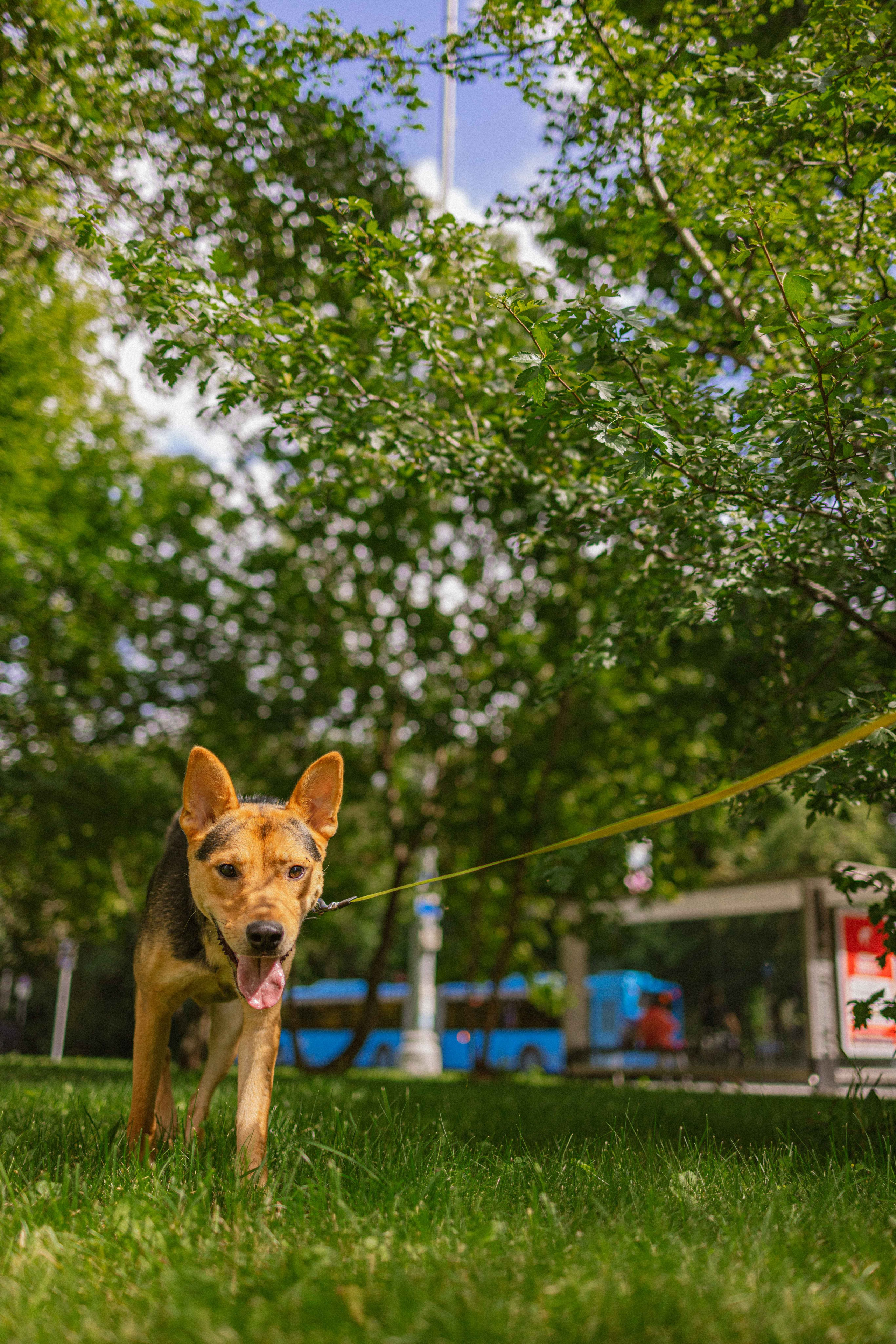 Джеки. Фотограф-анималист в Москве Лера Черноног