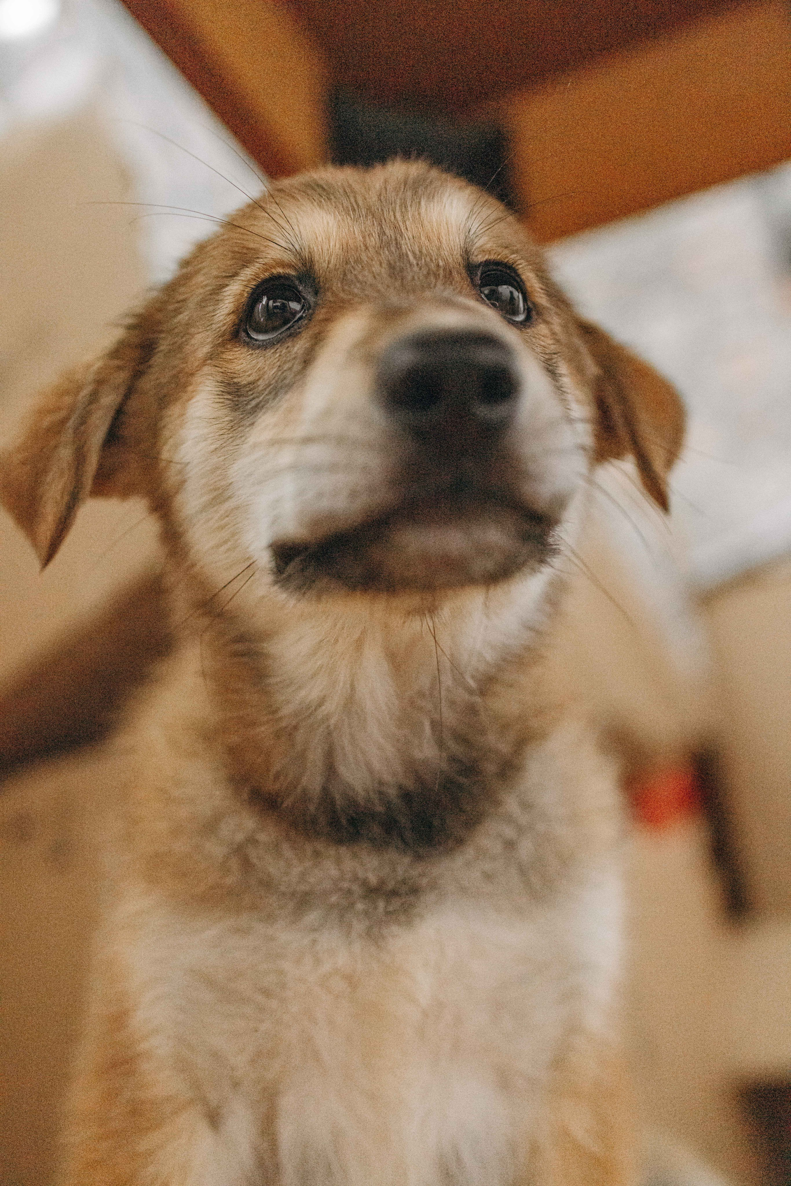 Щеночки на кухне. Фотограф-анималист в Москве Лера Черноног