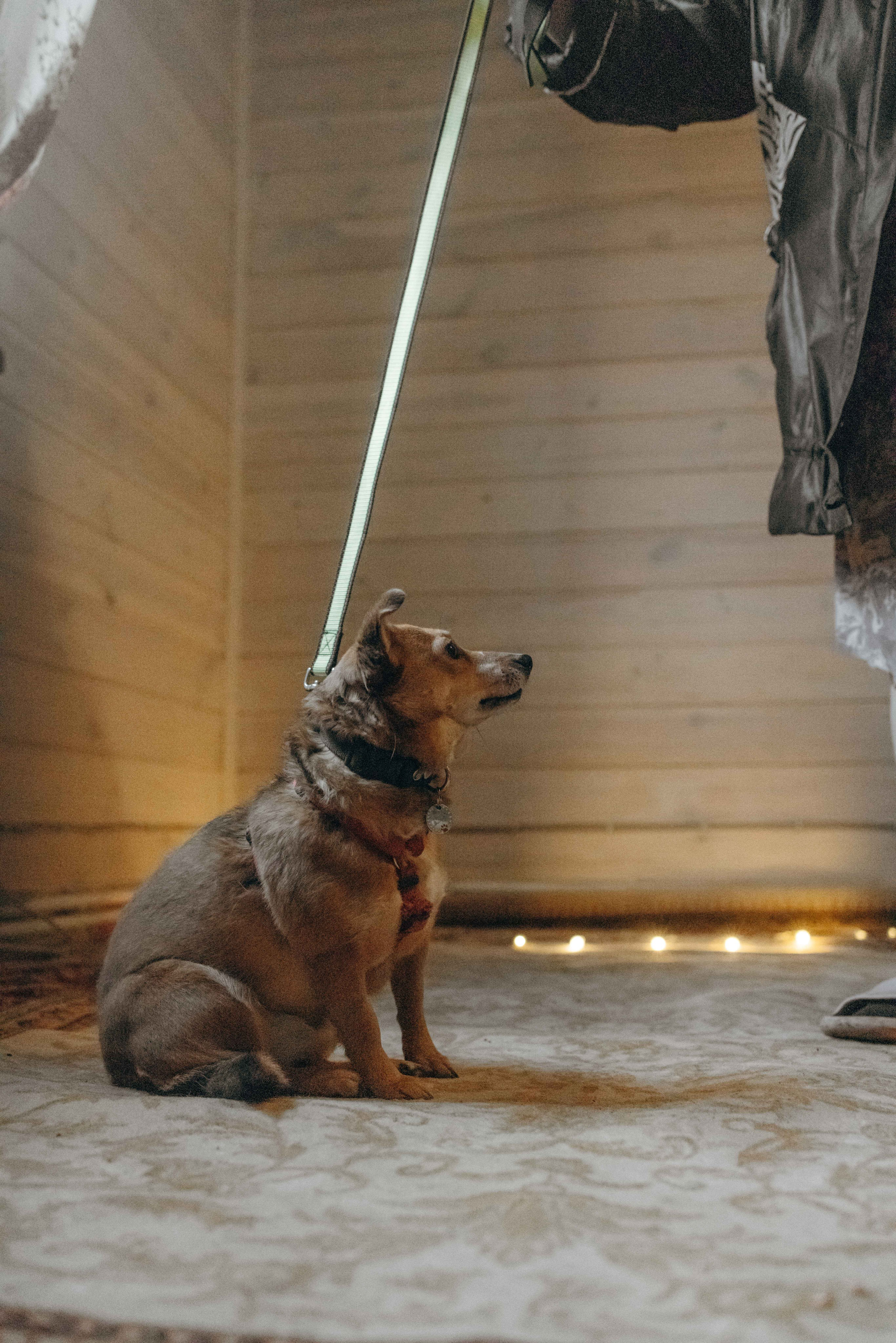 Передержка. Фотограф-анималист в Москве Лера Черноног