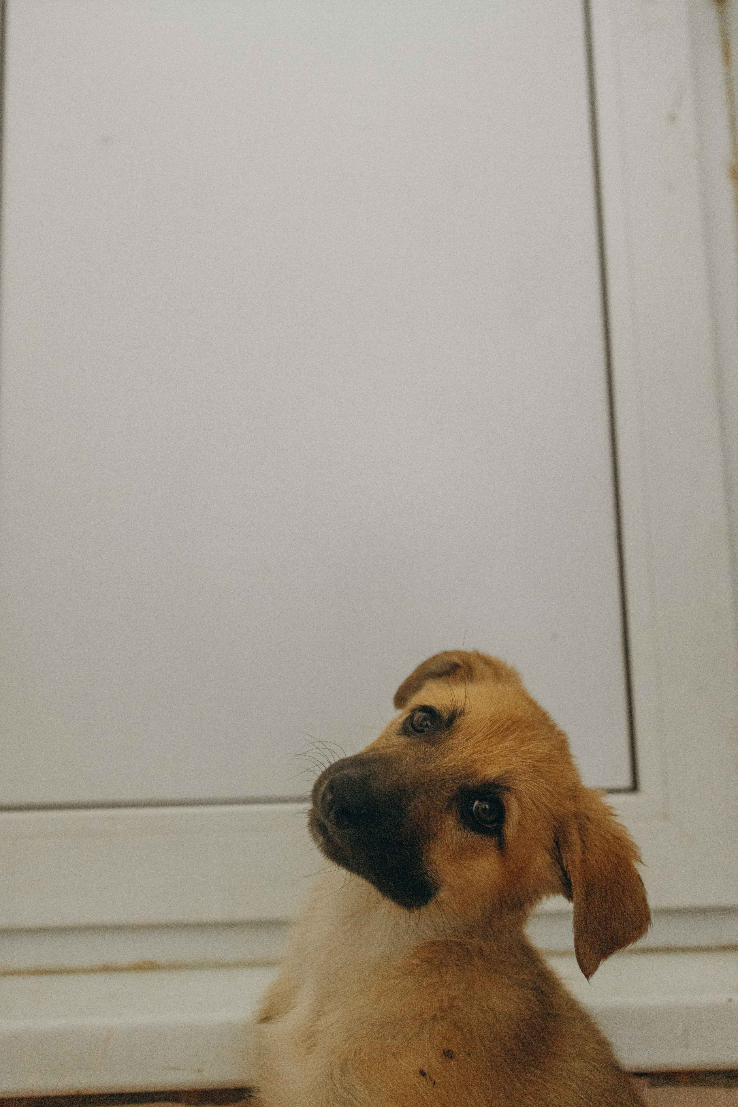 Щеночки на кухне. Фотограф-анималист в Москве Лера Черноног