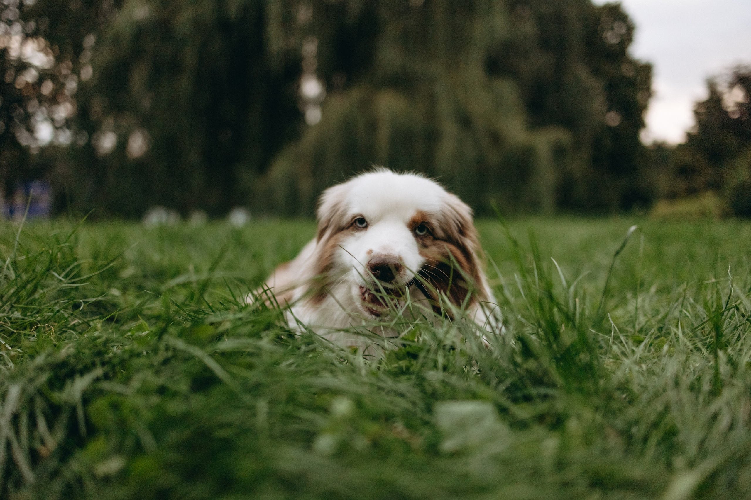 Маша и Эклер. Фотограф — Анималист | Санкт-Петербург