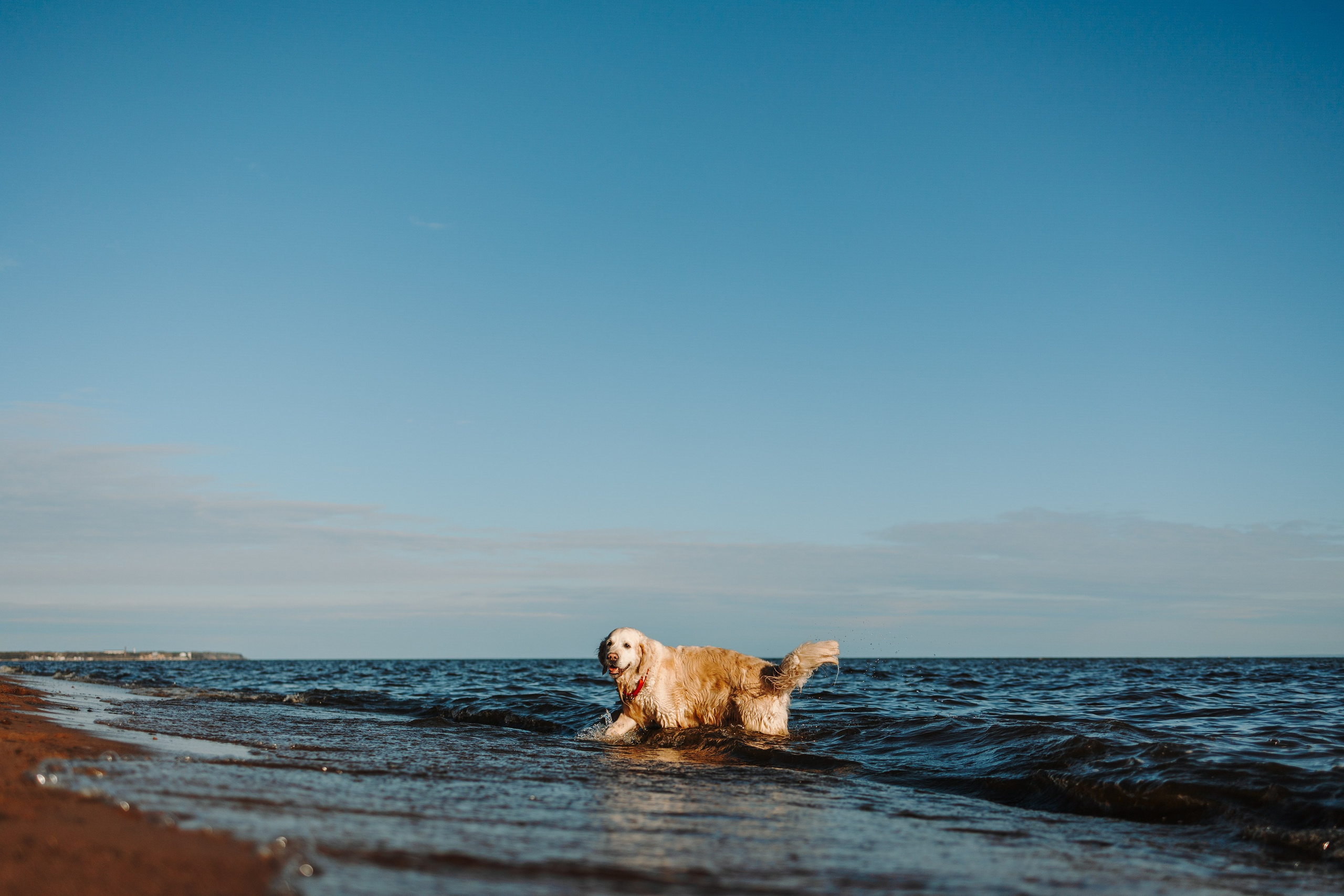 Катя и ее девочки. Фотограф — Анималист | Санкт-Петербург